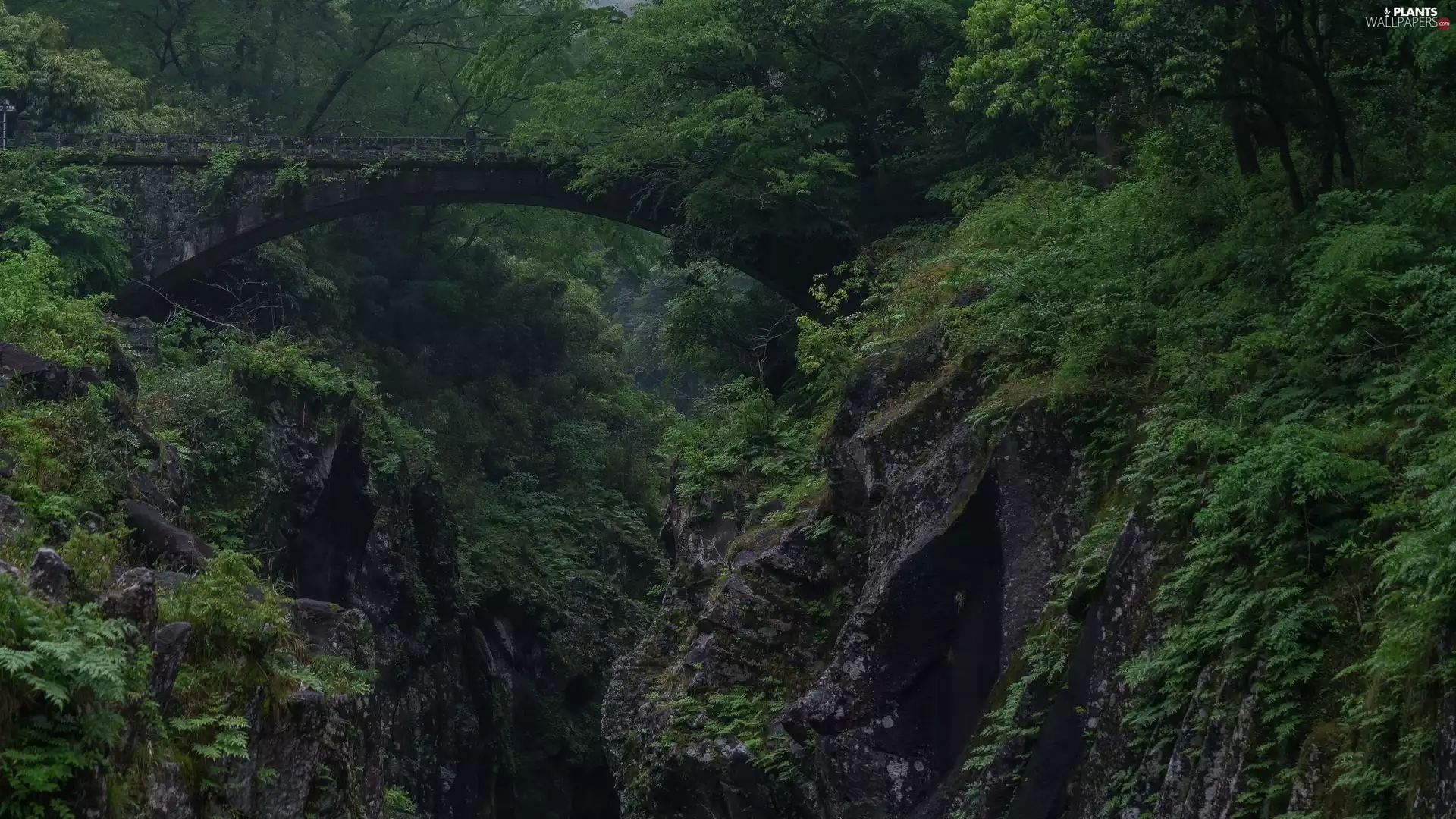 green, trees, bridge, viewes, forest, rocks, canyon