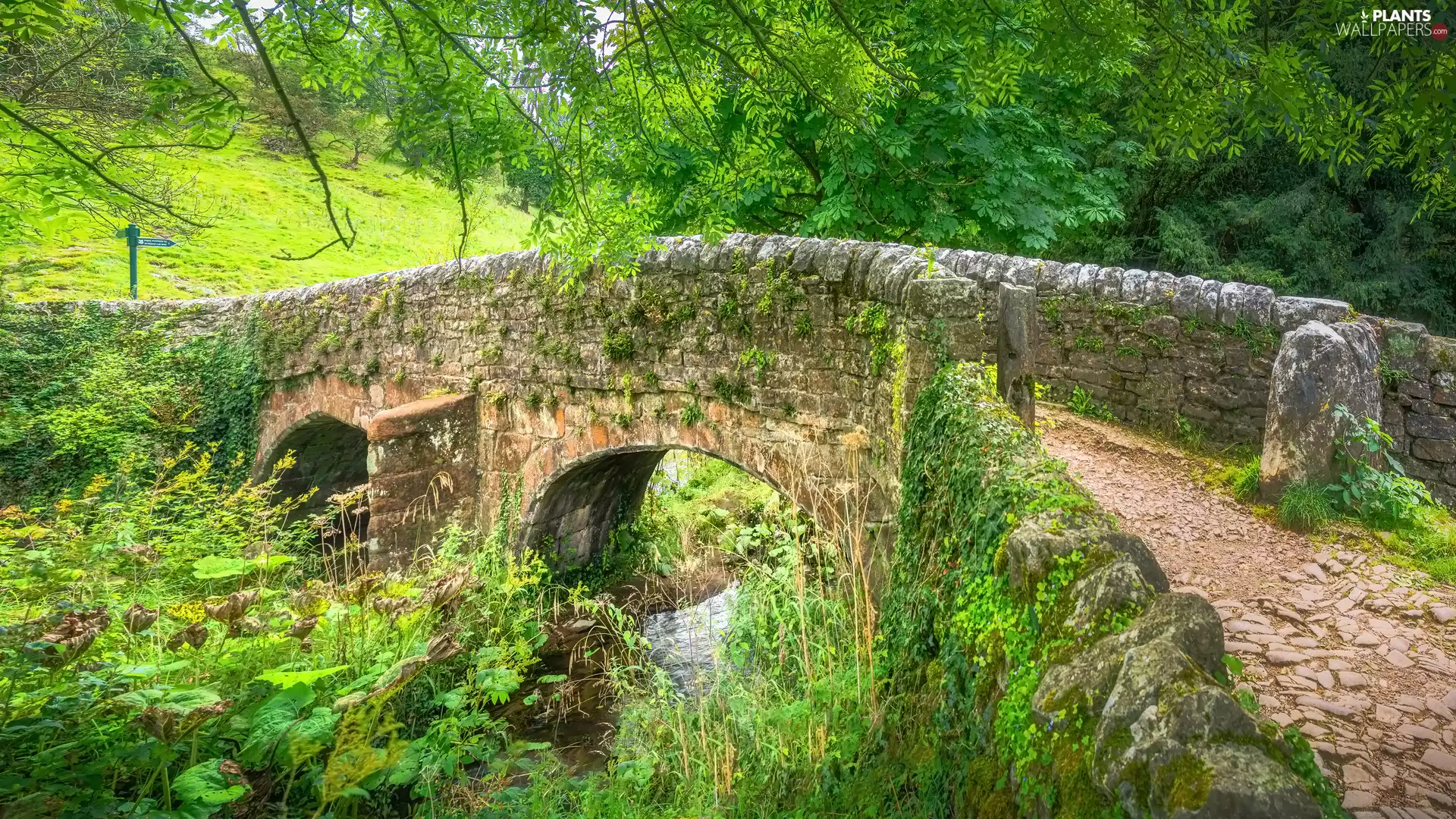 River, stone, trees, viewes, Plants, bridge