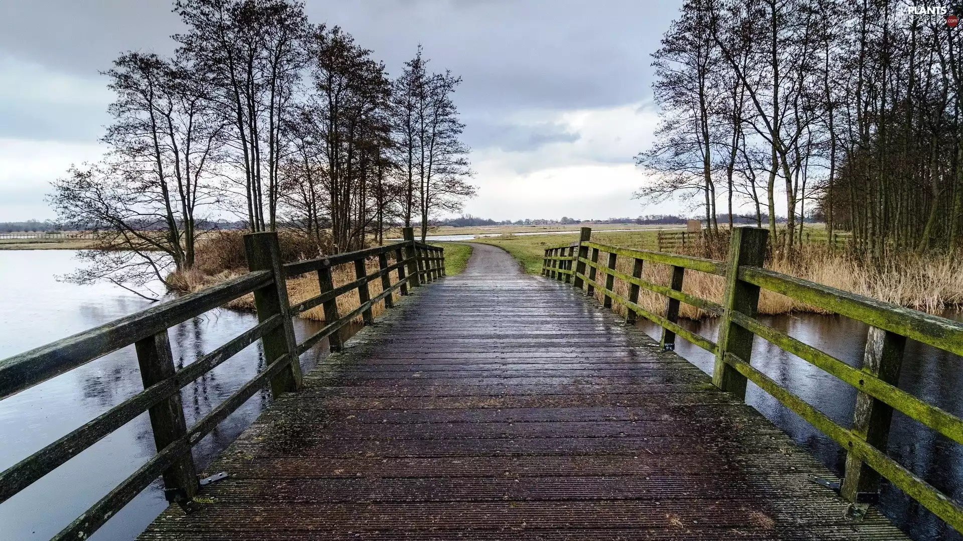 trees, viewes, bridge, River, wooden