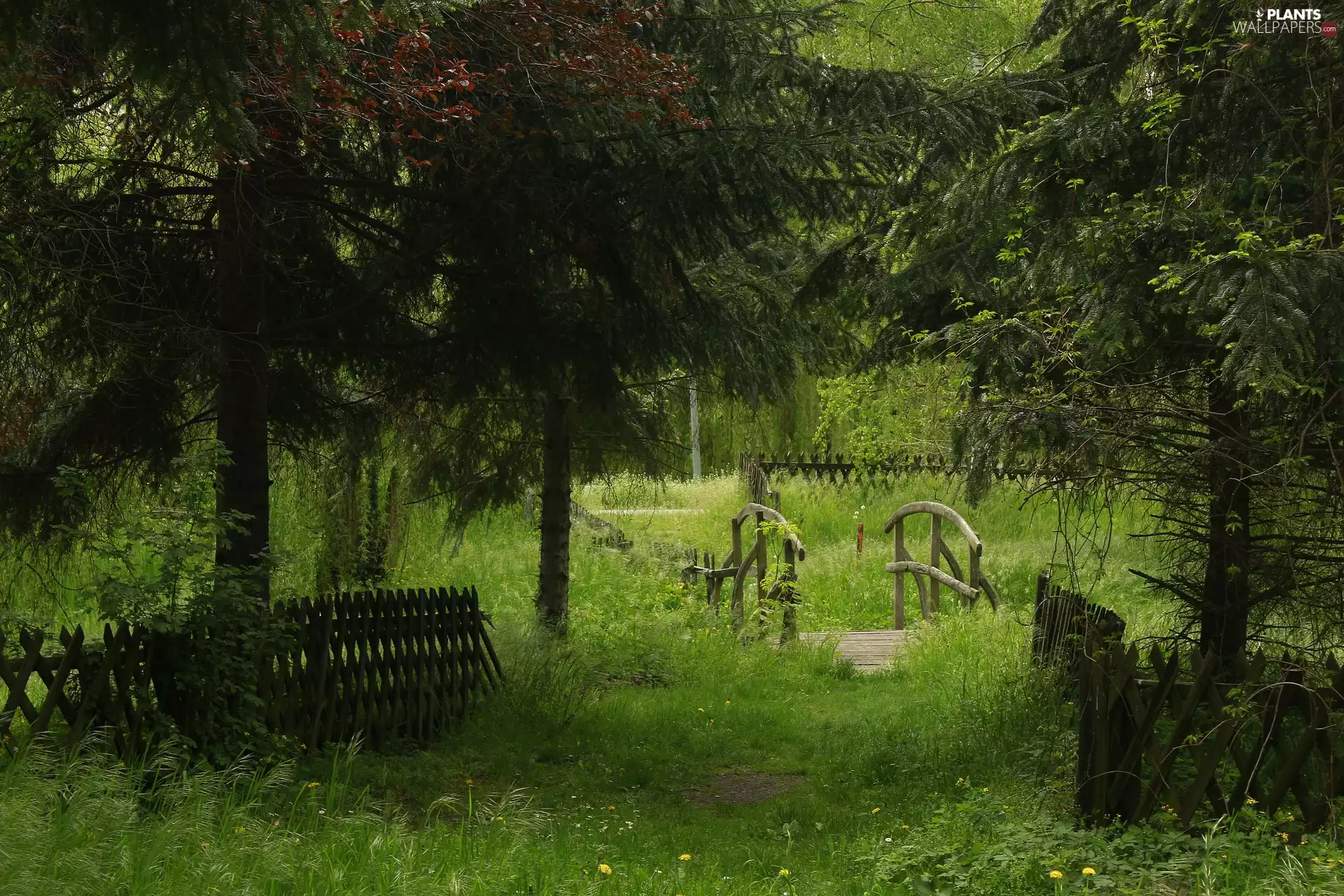 trees, viewes, bridges, fence, forest