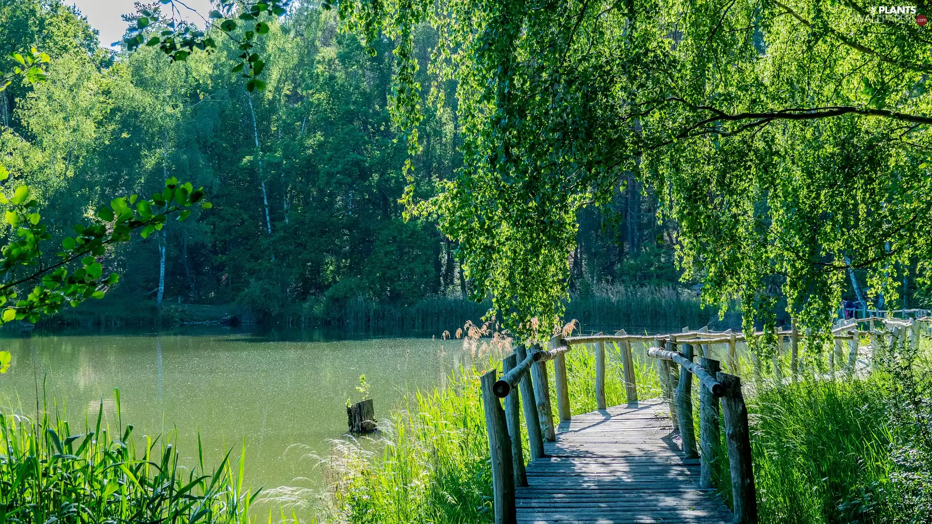 trees, viewes, bridges, forest, lake
