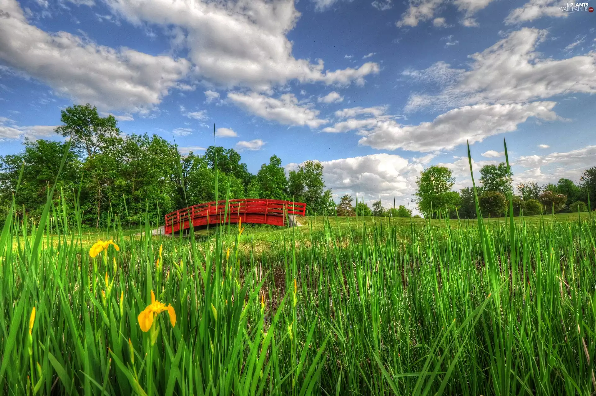 trees, viewes, bridges, Meadow, Red