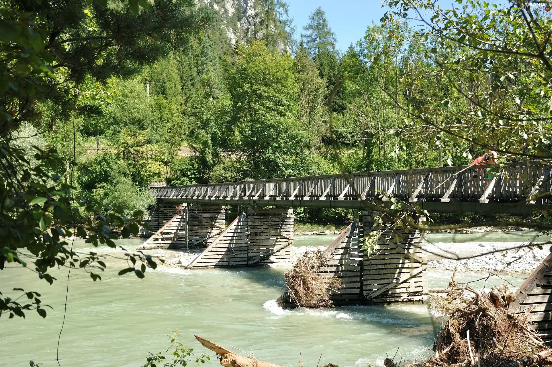 bridges, trees, viewes, River