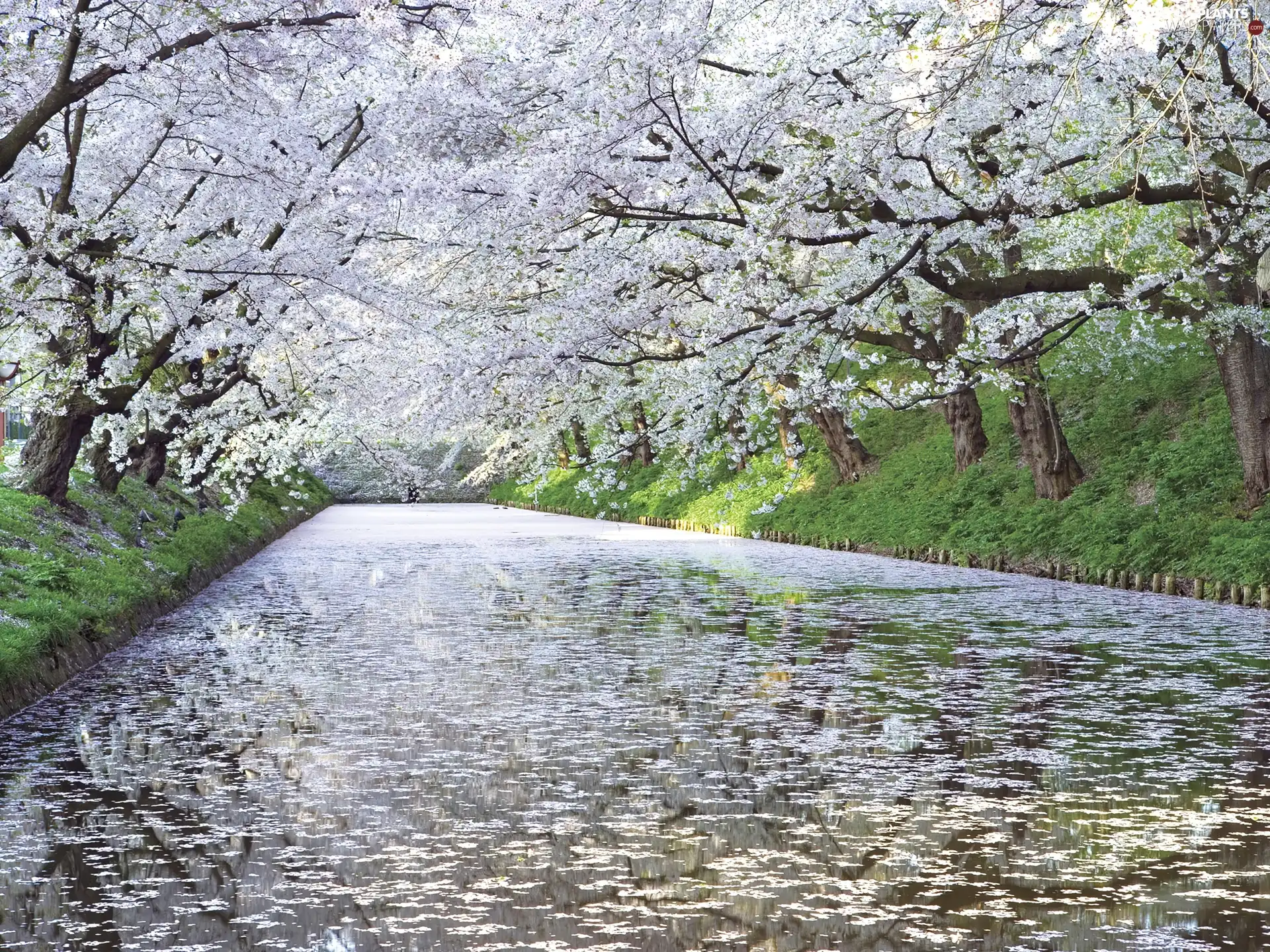 brook, trees, viewes, flourishing