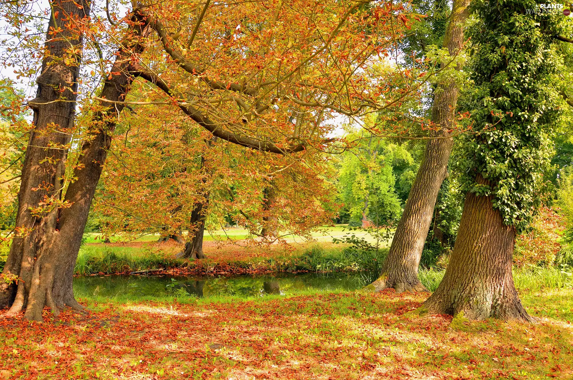 fallen, trees, brook, viewes, autumn, Leaf, Park