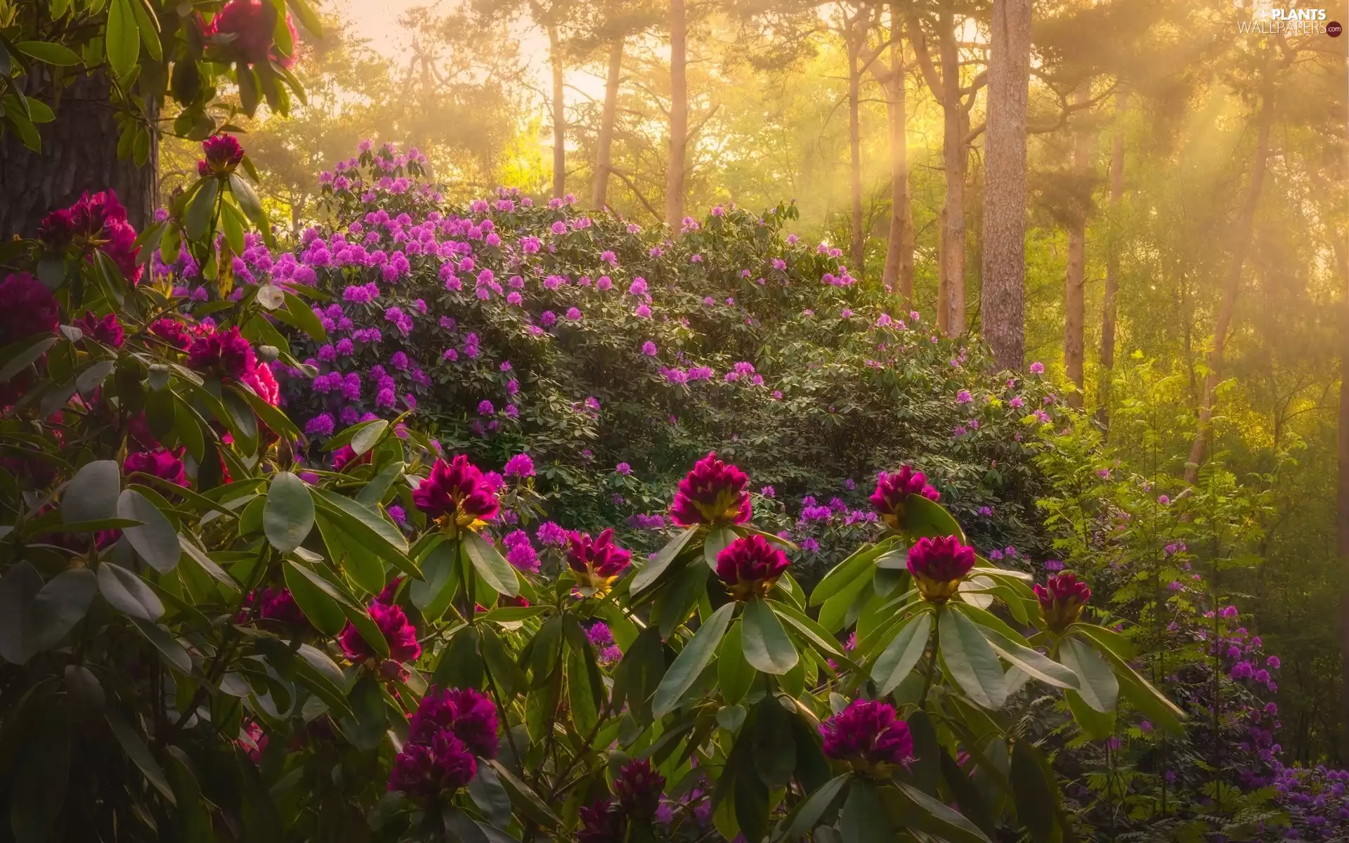 viewes, light breaking through sky, rhododendron, trees, Park, Bush, rhododendron