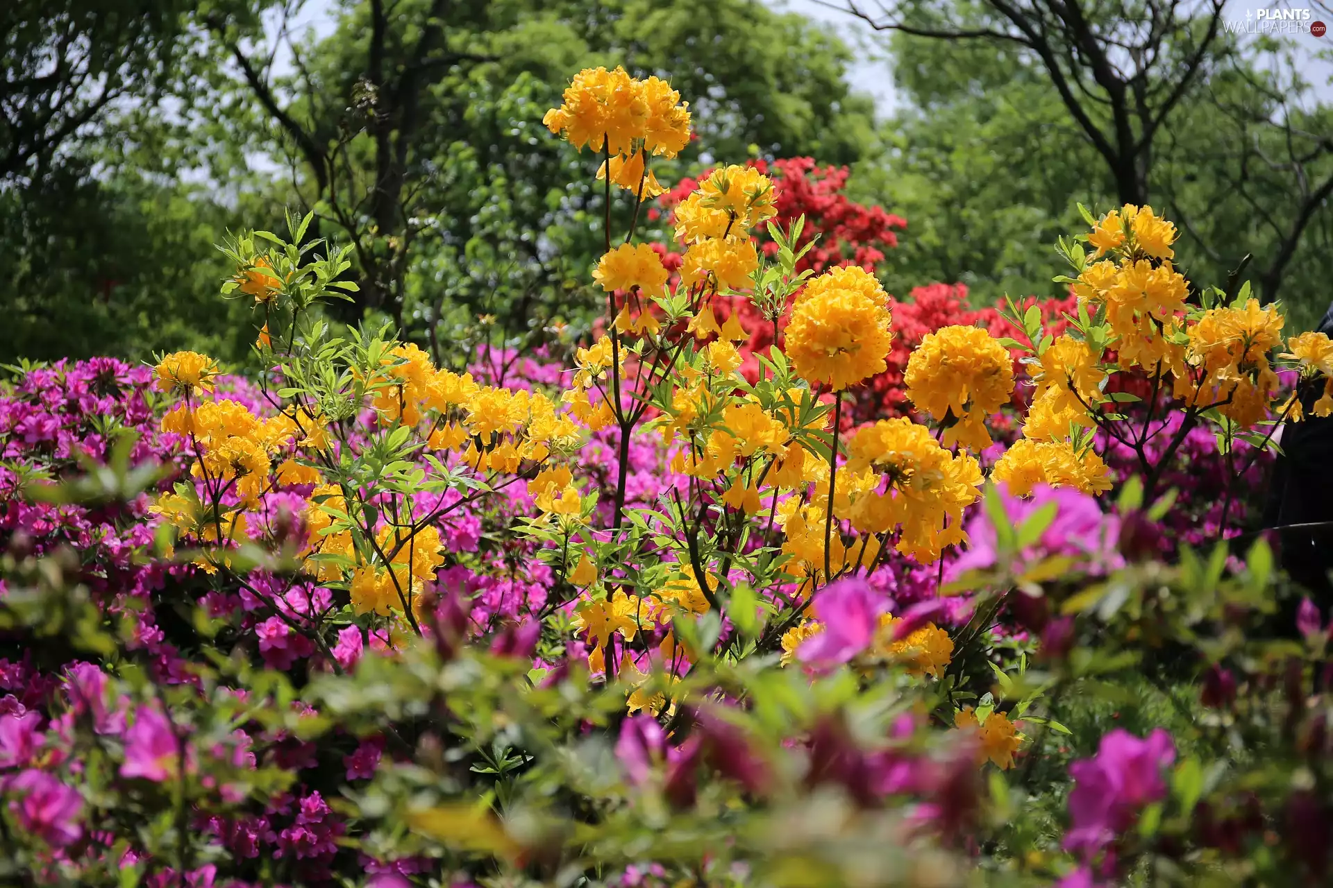 trees, viewes, Bush, Rhododendrons, Flowers