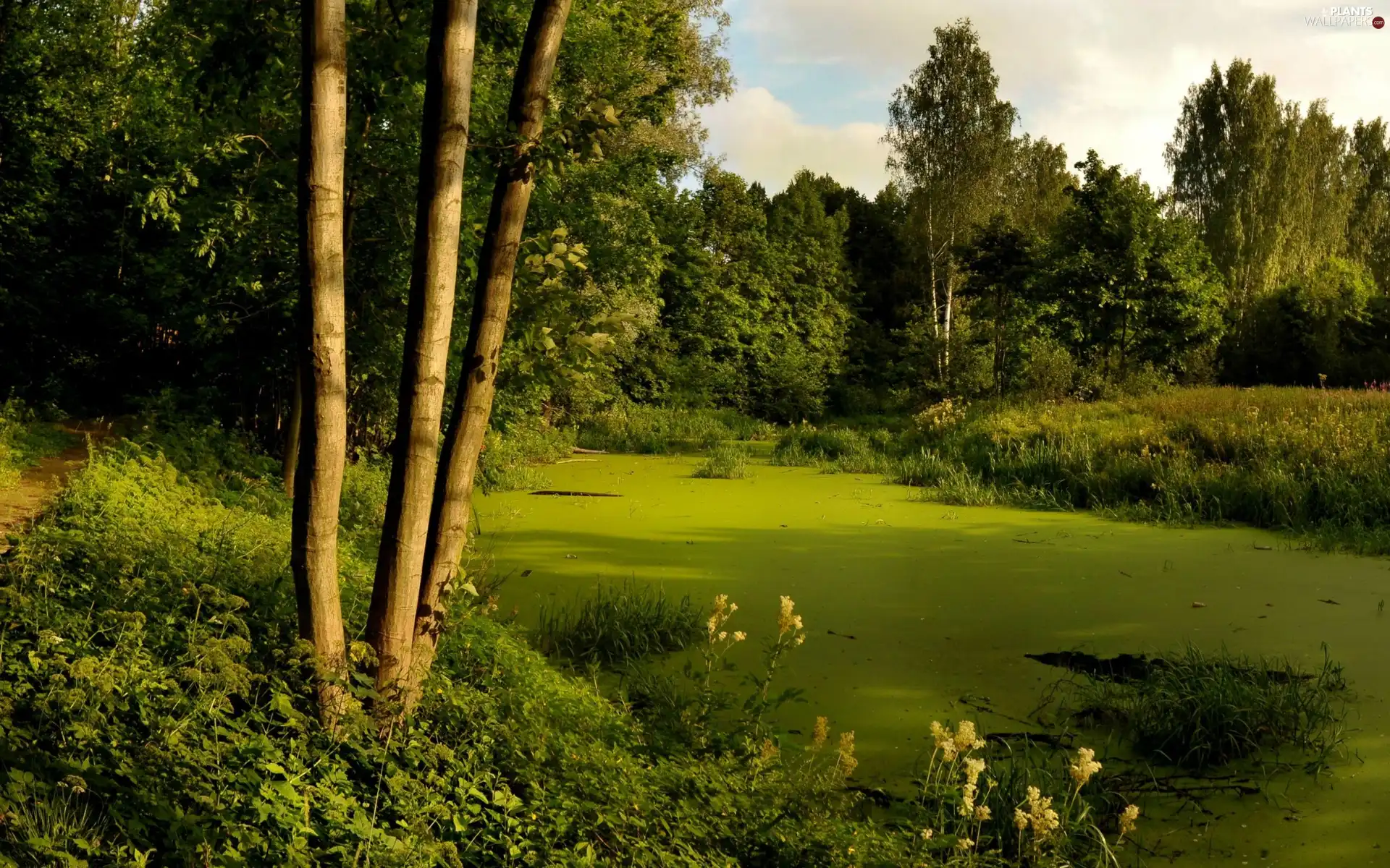 viewes, Bush, River, trees, forest