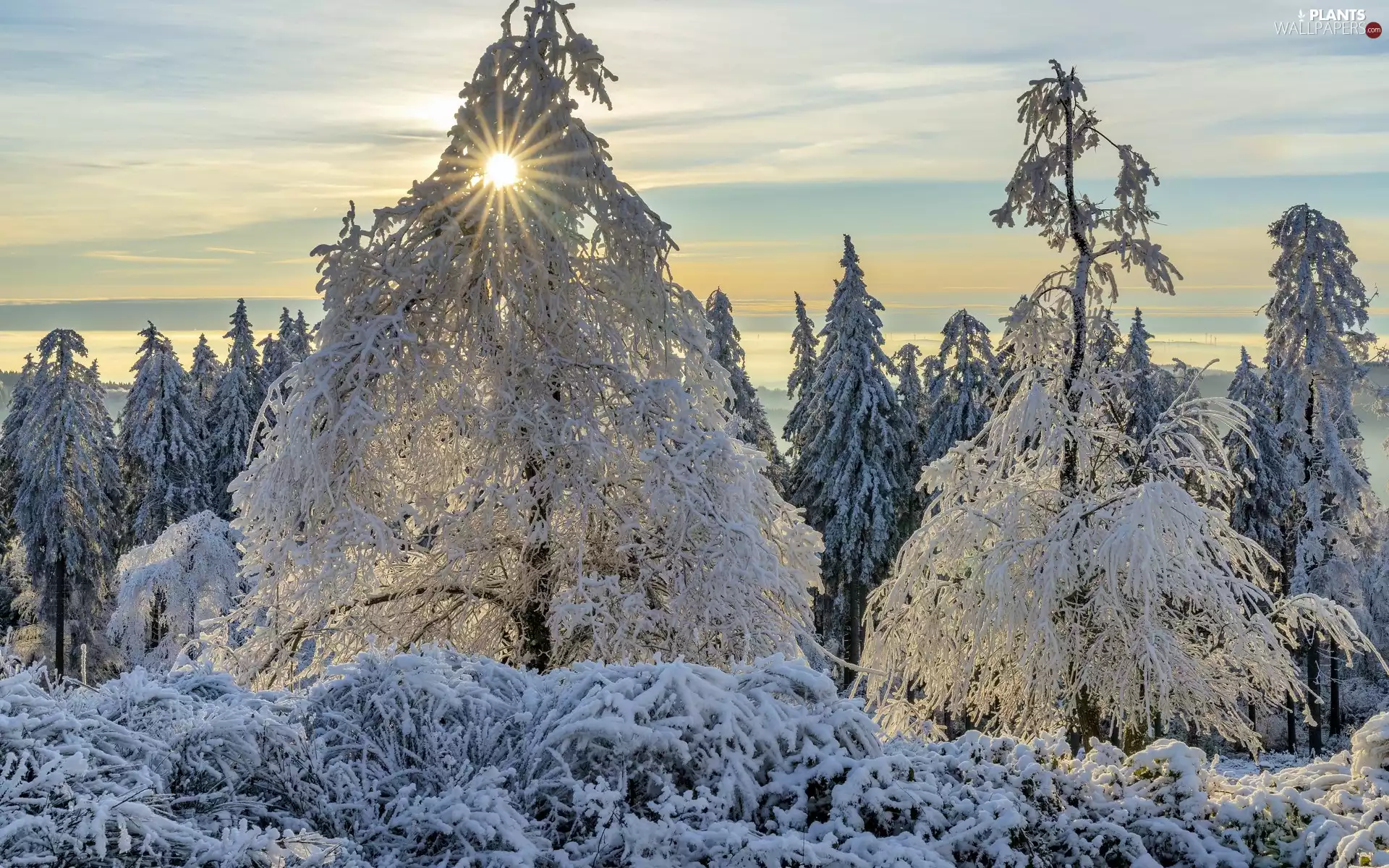 viewes, Snowy, rays of the Sun, trees, winter, Bush, Sky