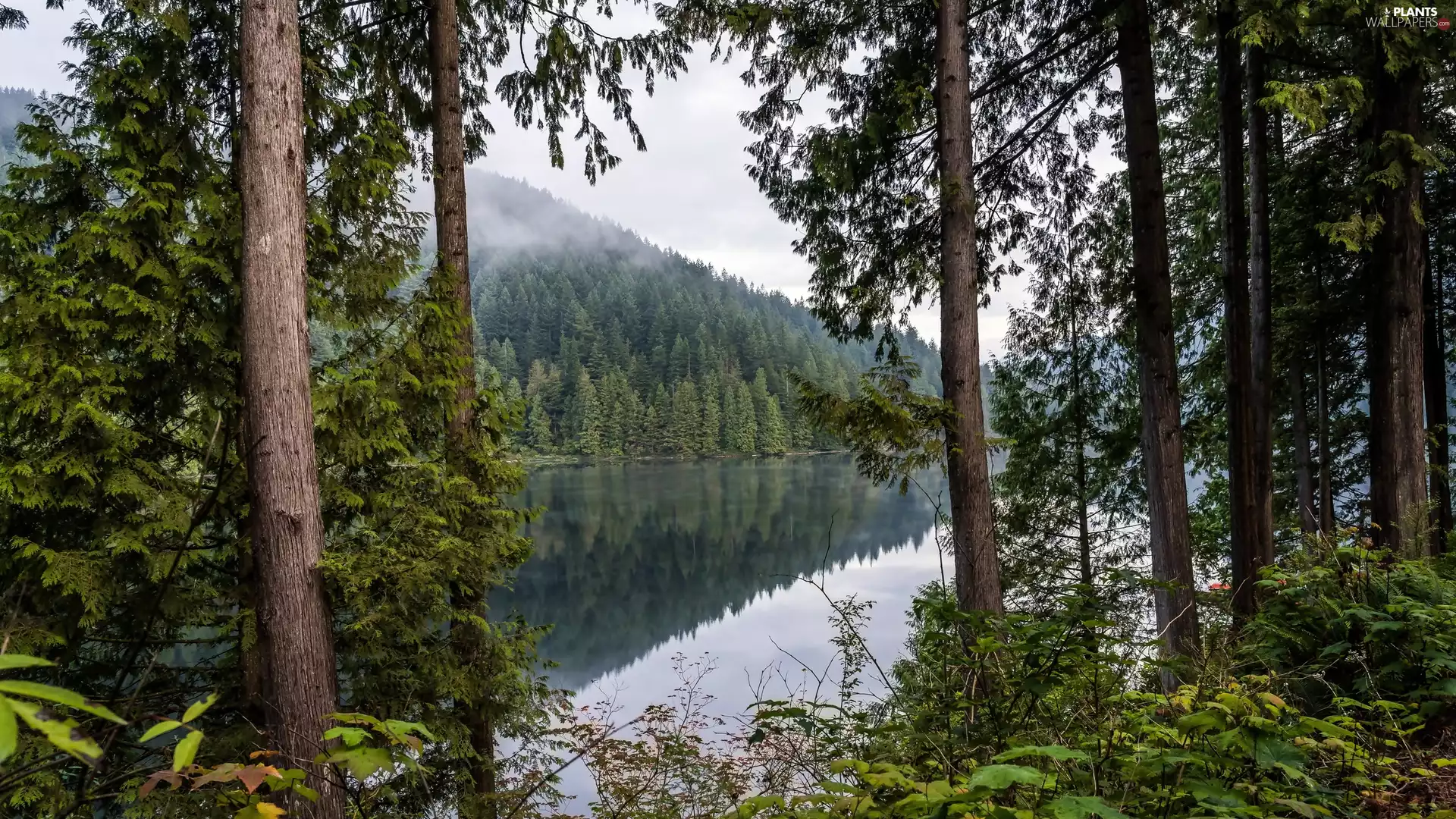 lake, woods, Bush, trees, Fog, Hill, Mountains, viewes