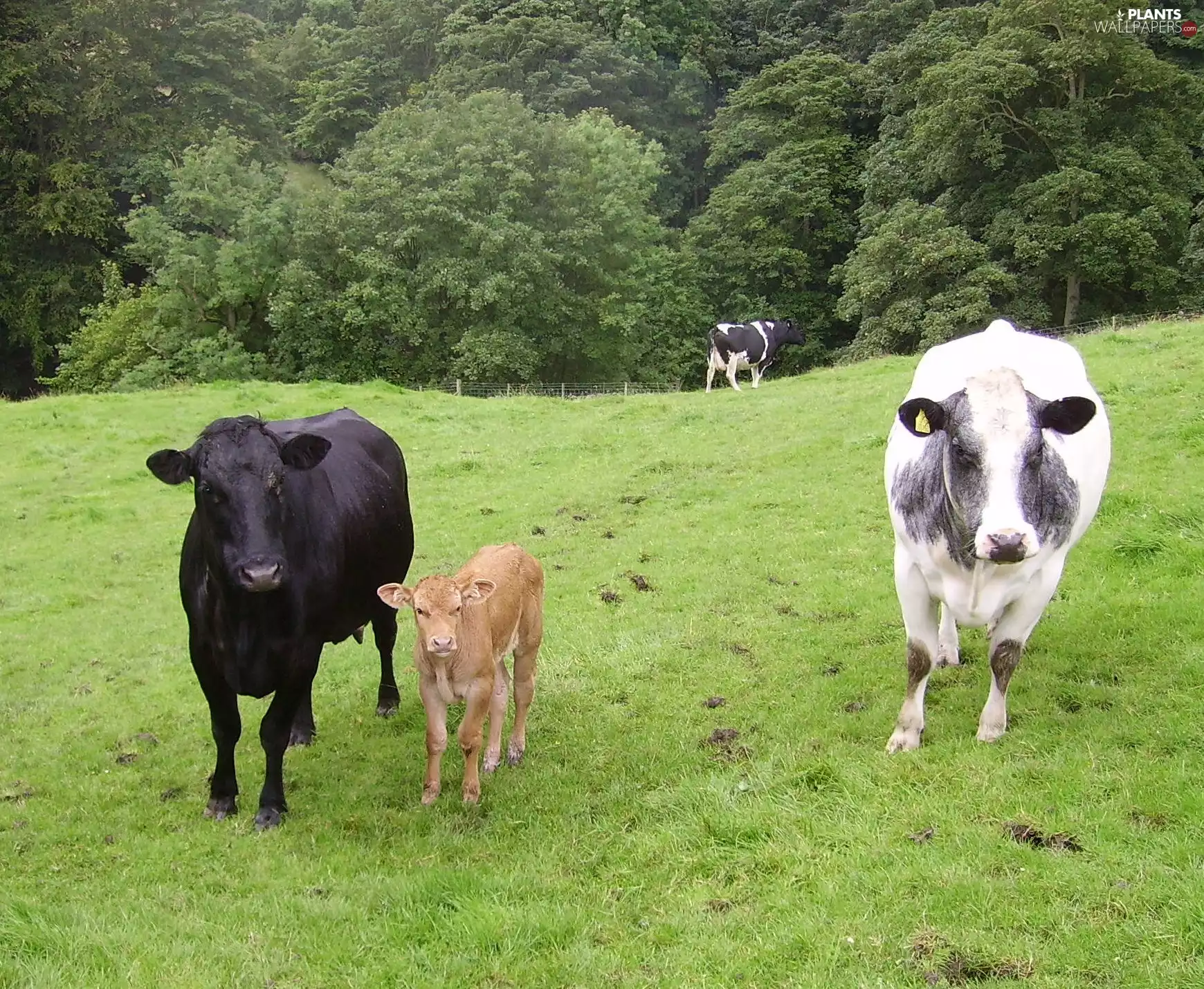 trees, viewes, calf, Meadow, Cows