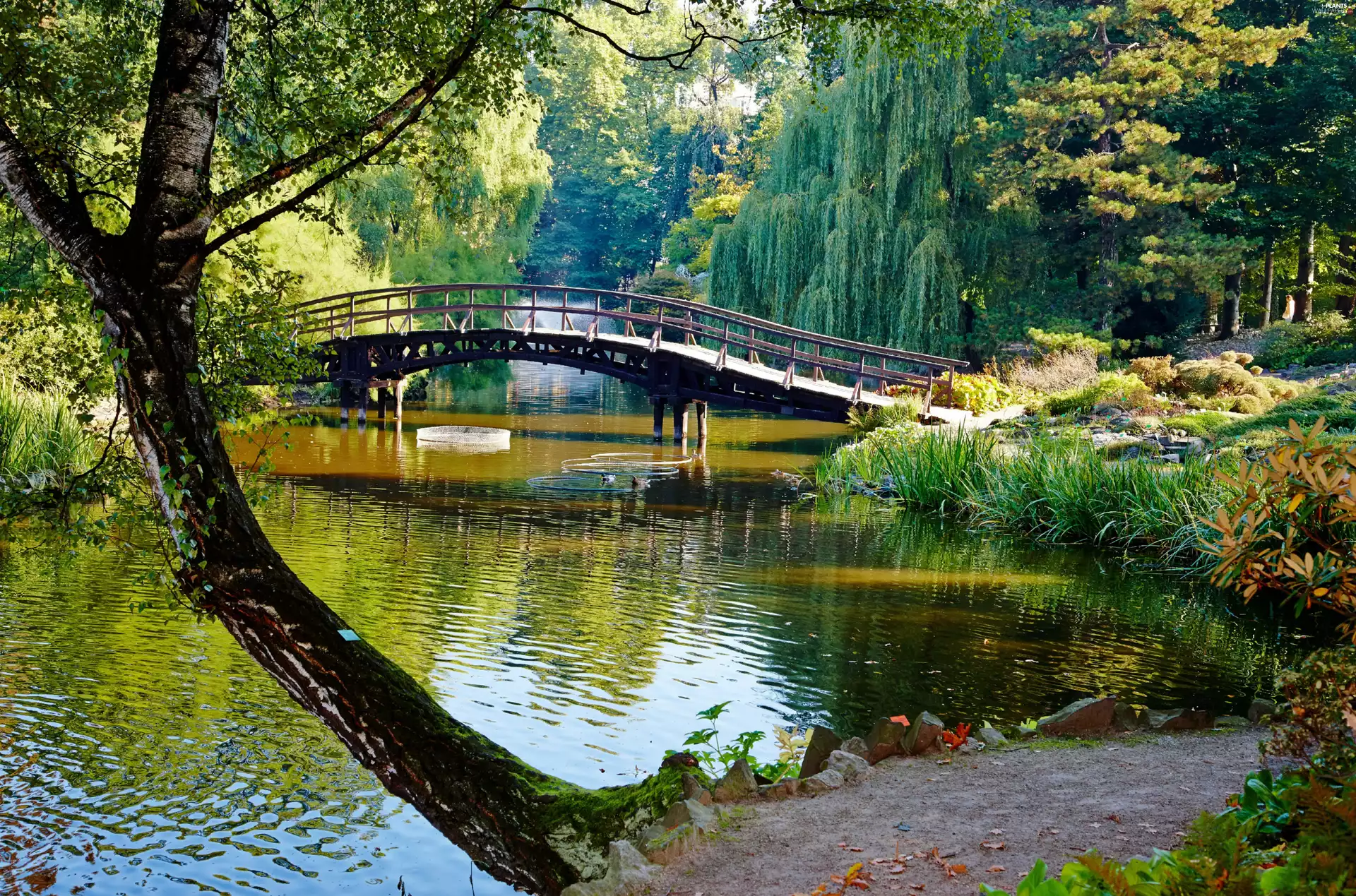 fountain, Pond - car, trees, bridge, Park, ducks, viewes