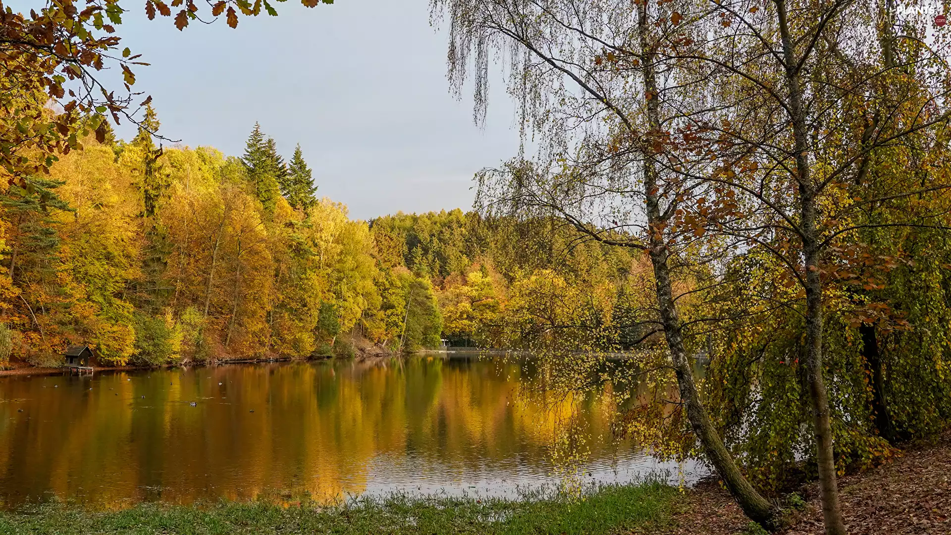 ducks, autumn, trees, viewes, Pond - car