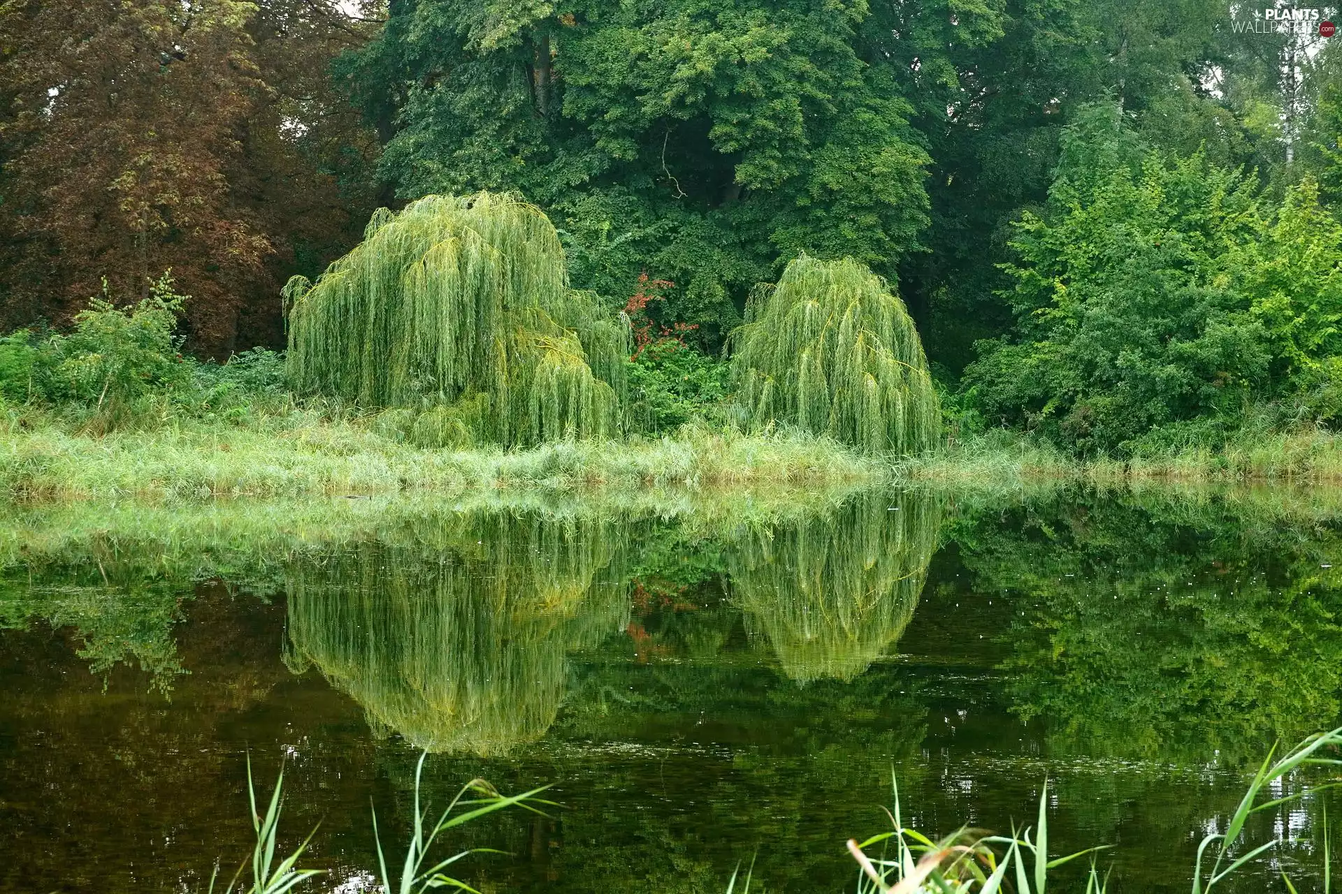 Plants, reflection, trees, viewes, Pond - car