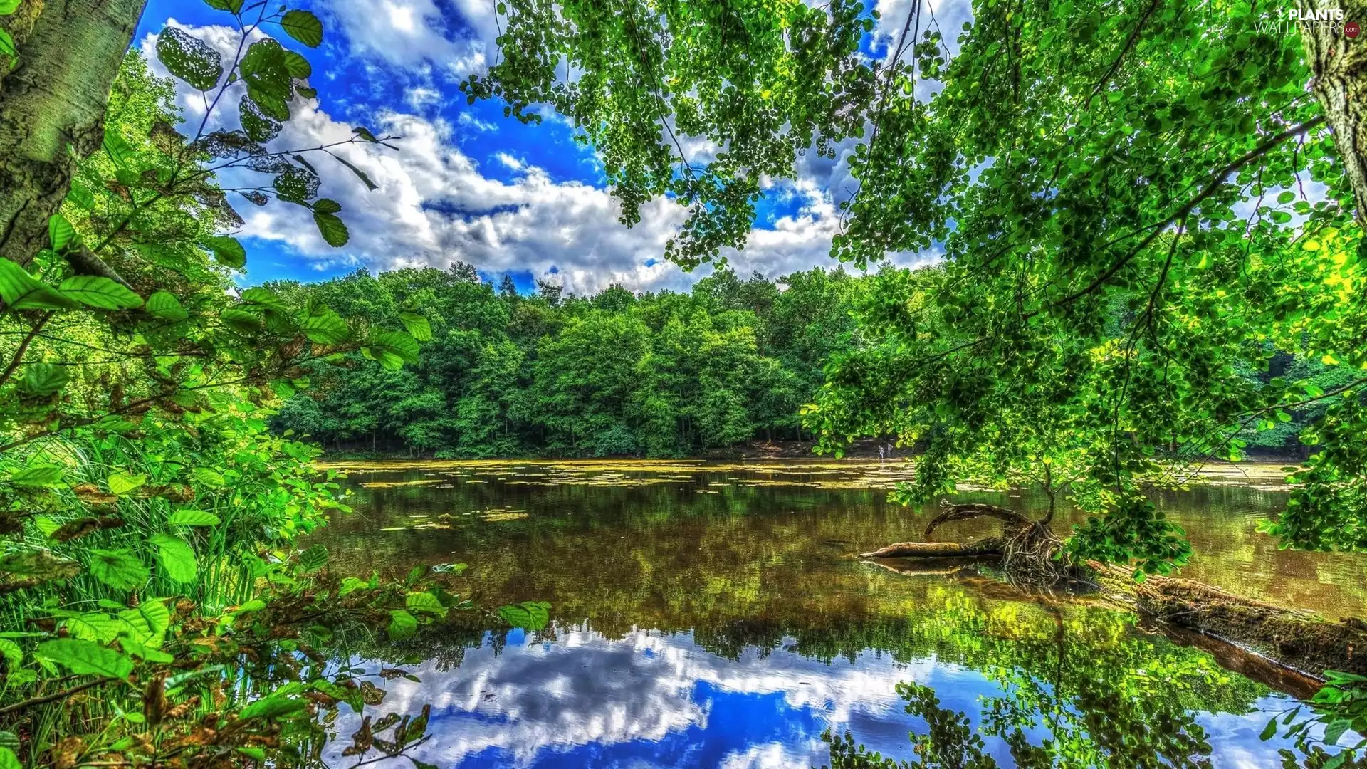 reflection, Park, trees, viewes, Pond - car