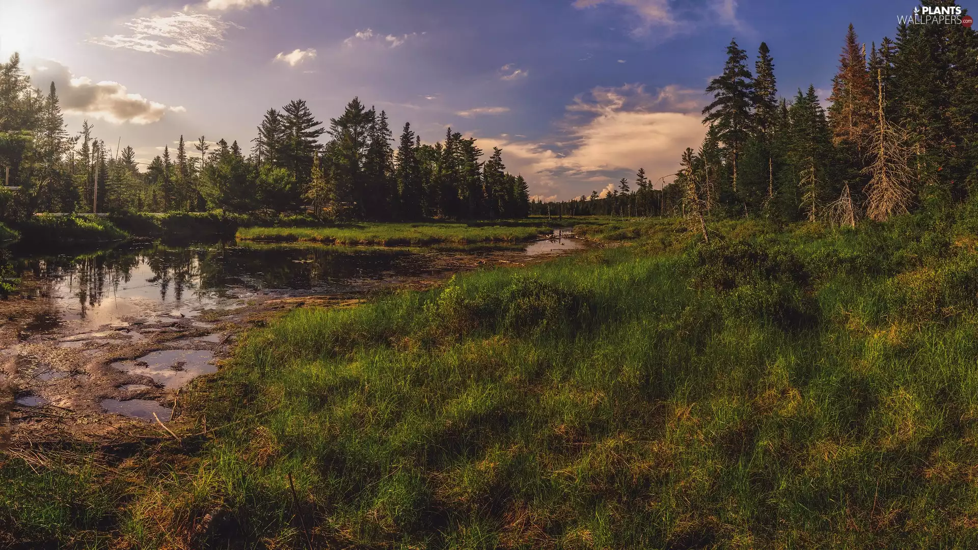 Spruces, grass, trees, viewes, Pond - car