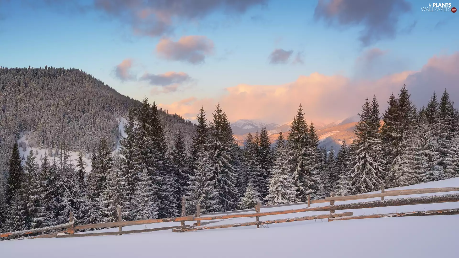 viewes, forest, Ukraine, winter, clouds, trees, Carpathian Mountains, fence