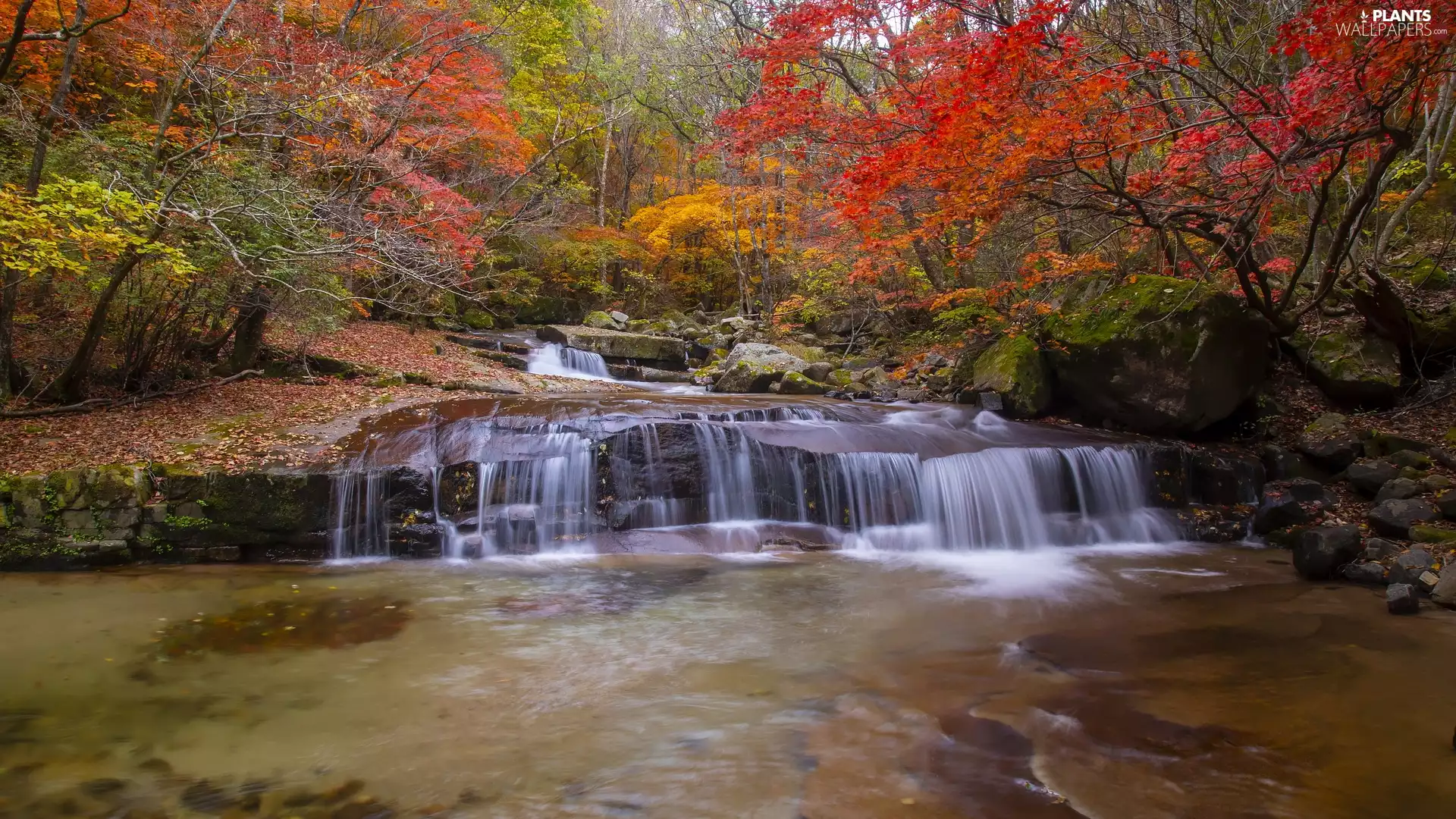 brook, trees, Cascades, viewes, autumn, stream, Stones