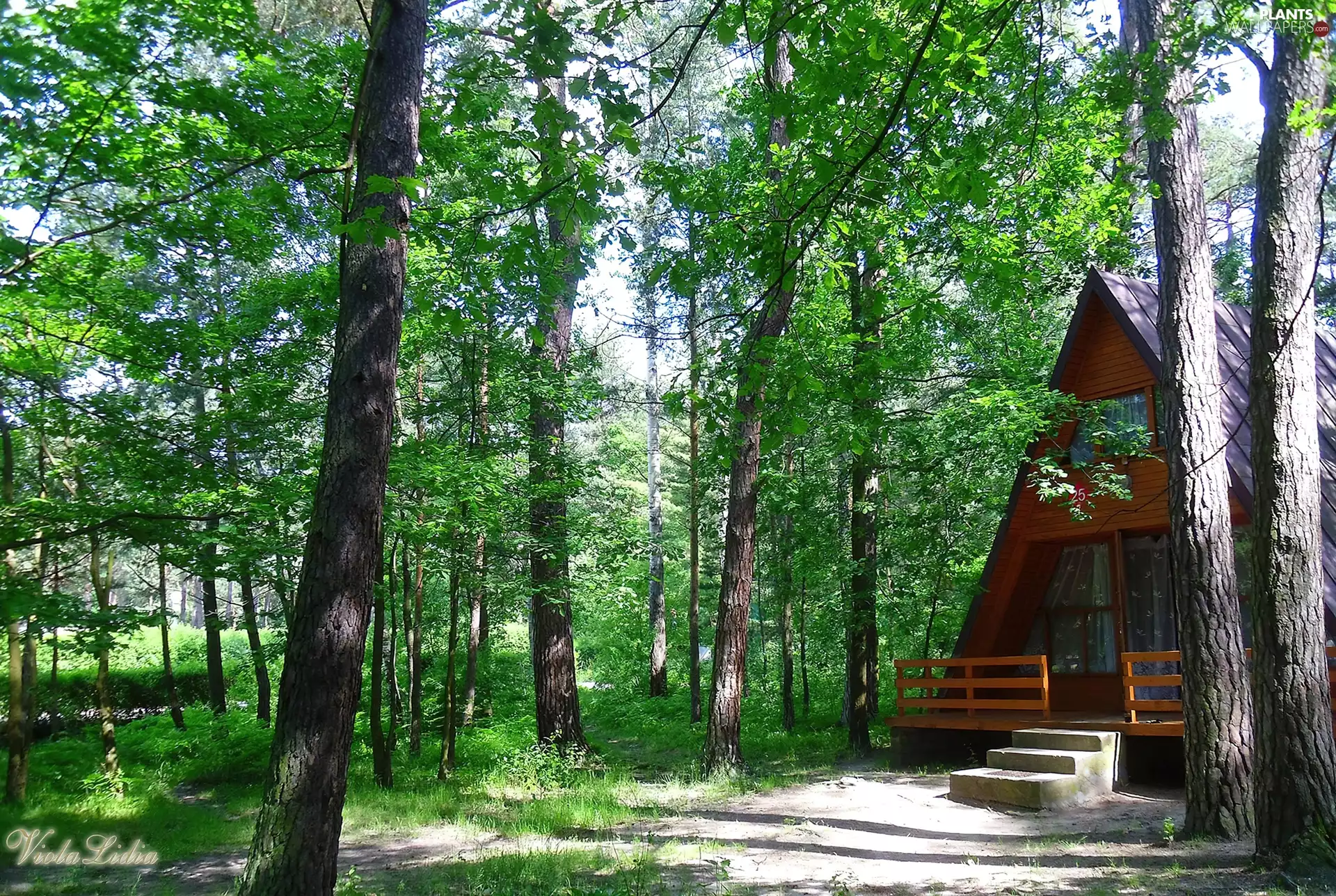 wooden, Park, trees, viewes, Home, center