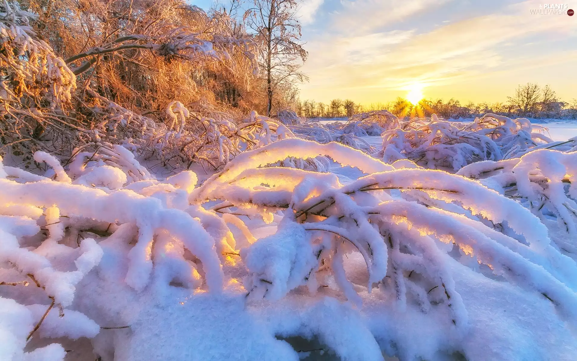 Plants, Bush, clouds, trees, Sunrise, Snowy, winter, viewes