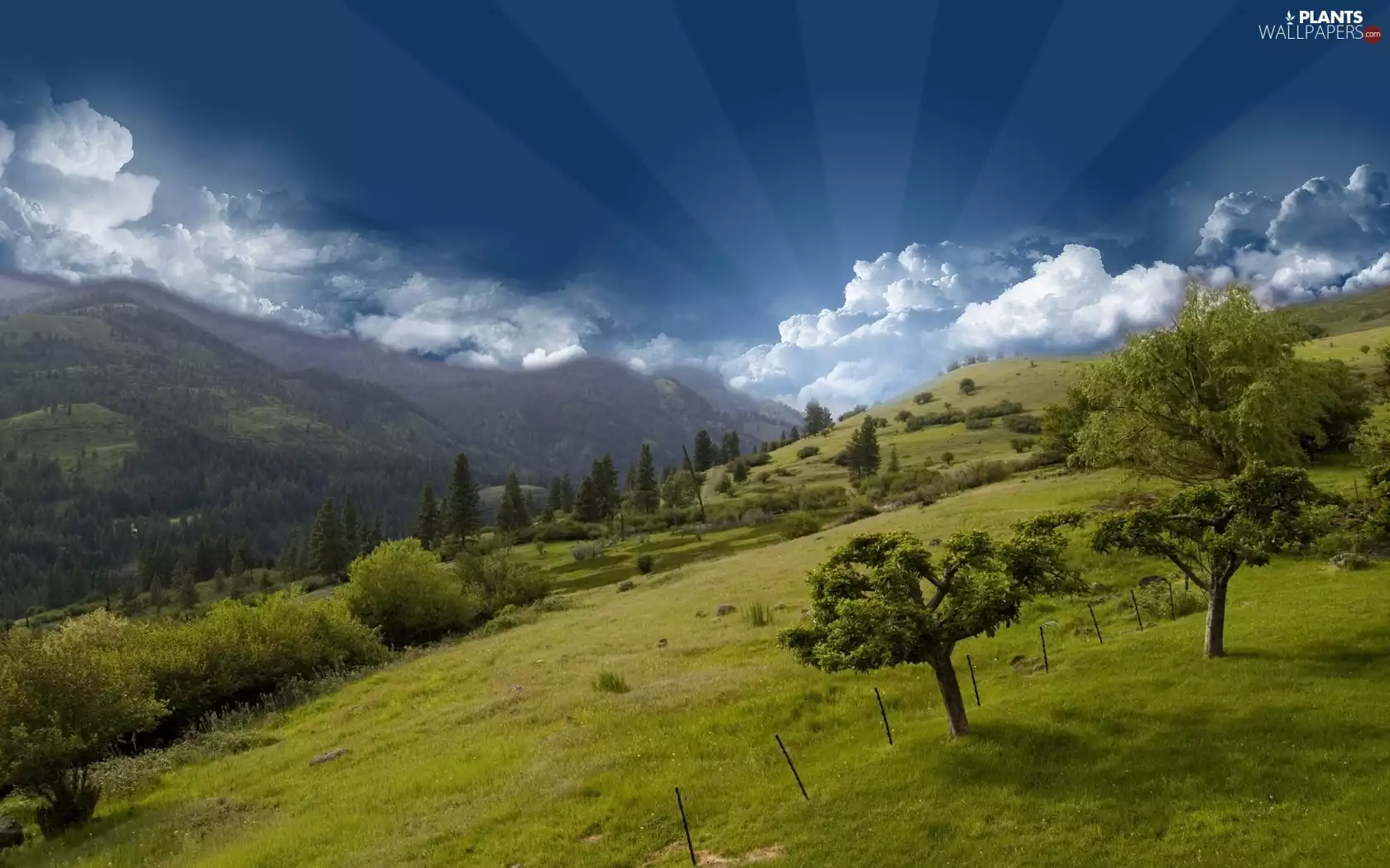trees, viewes, clouds, medows, Mountains