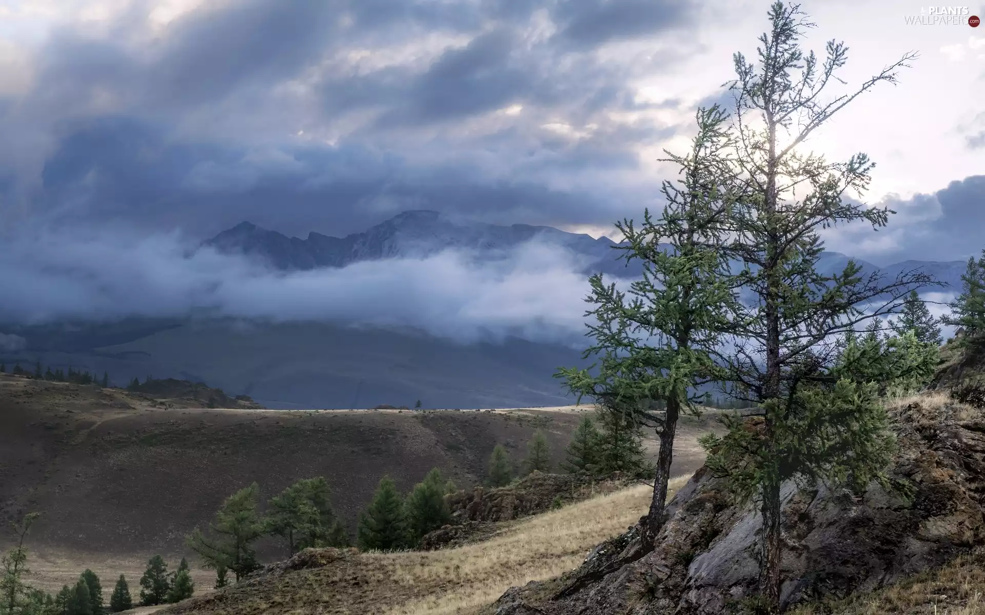 trees, viewes, clouds, rocks, Mountains