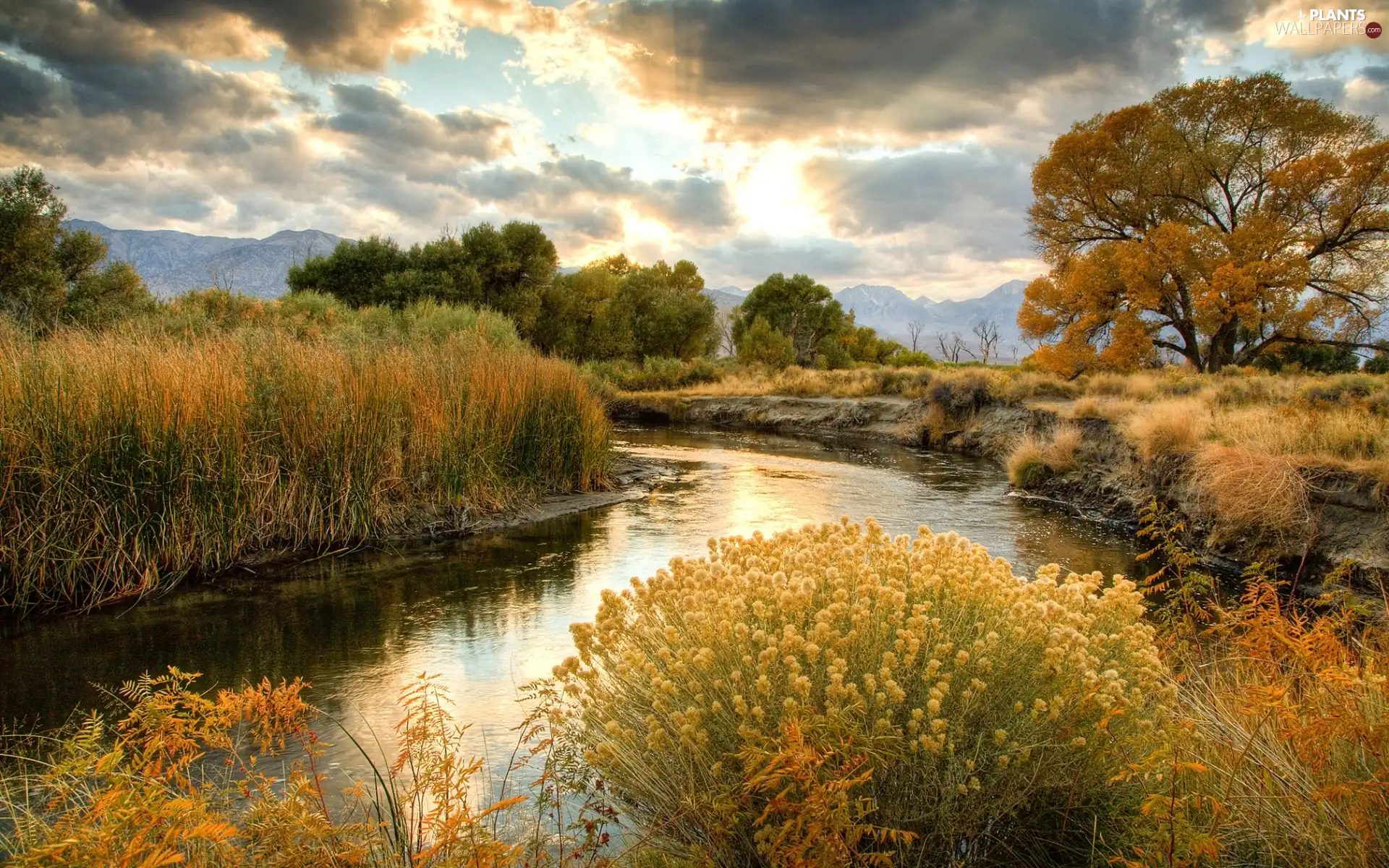 viewes, clouds, scrub, trees, River