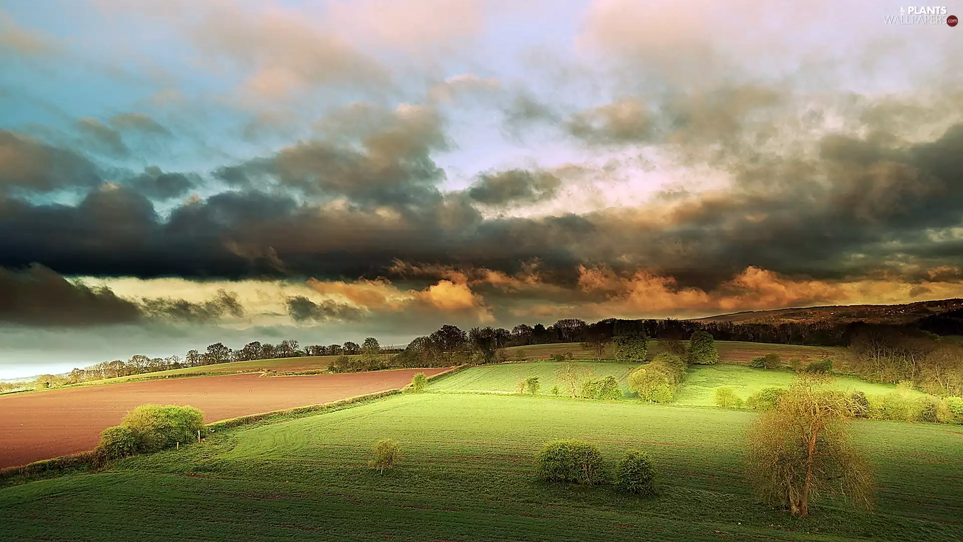 trees, viewes, clouds, field, storm