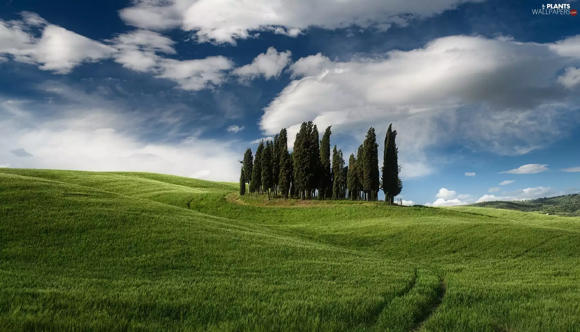 Tuscany, Italy, The Hills, green ones, viewes, clouds, cypresses, trees, field