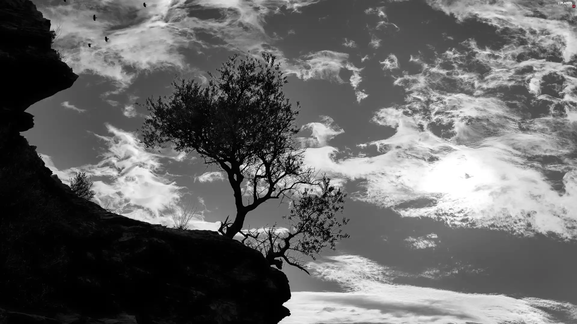 birds, trees, clouds, Black and white, cliff, viewes