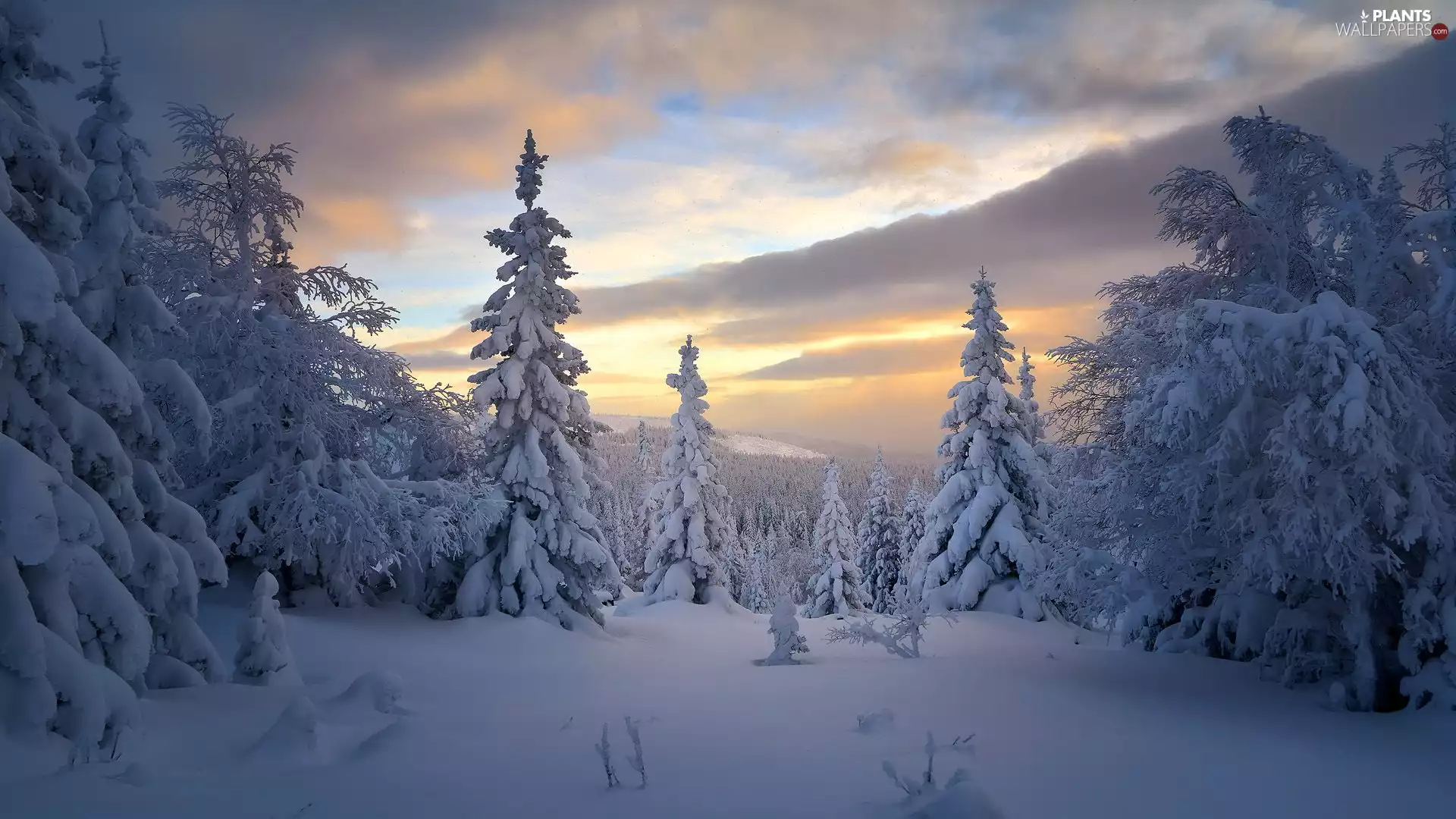 Snowy, trees, clouds, viewes, winter, Spruces, evening