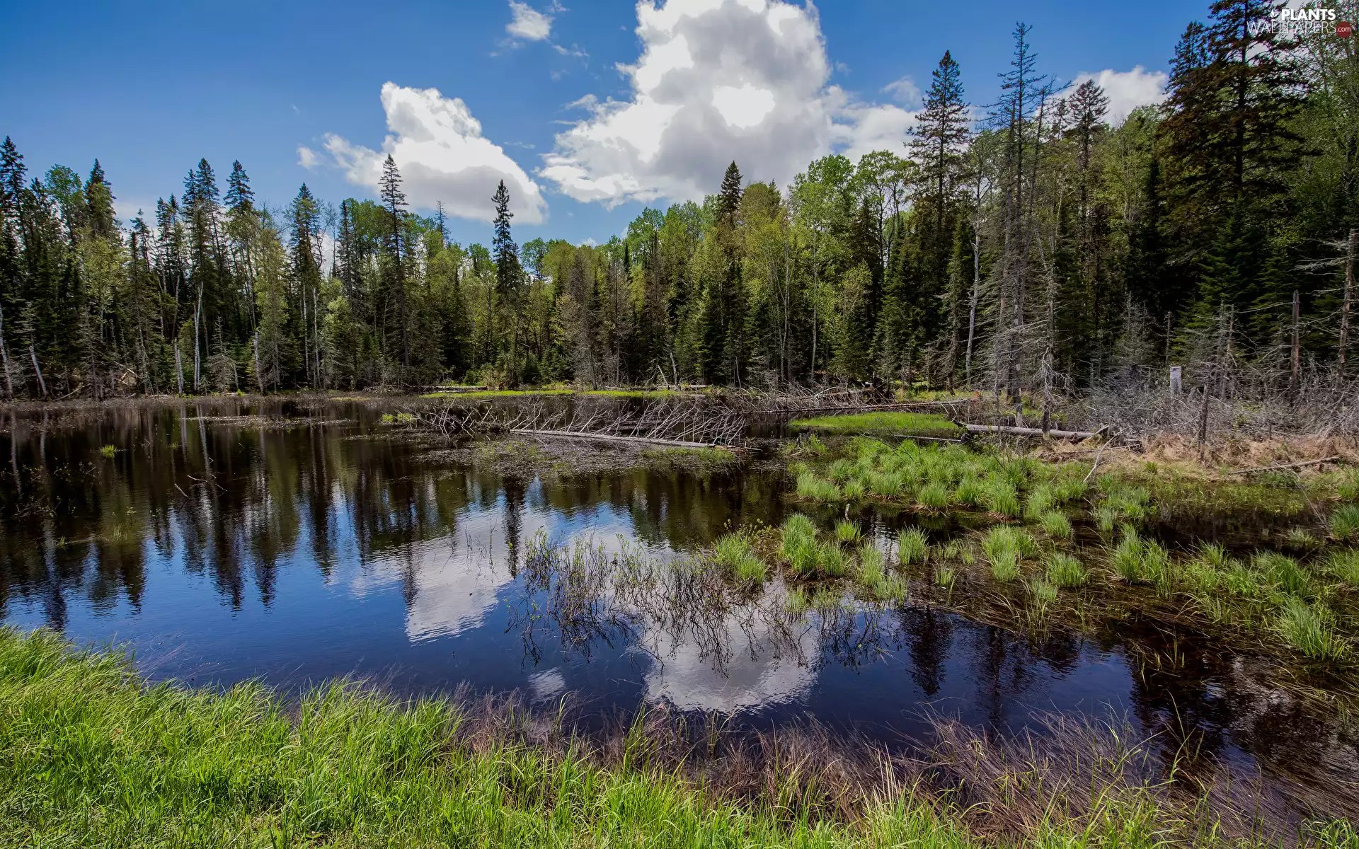 lake, trees, clouds, viewes, forest, grass, reflection