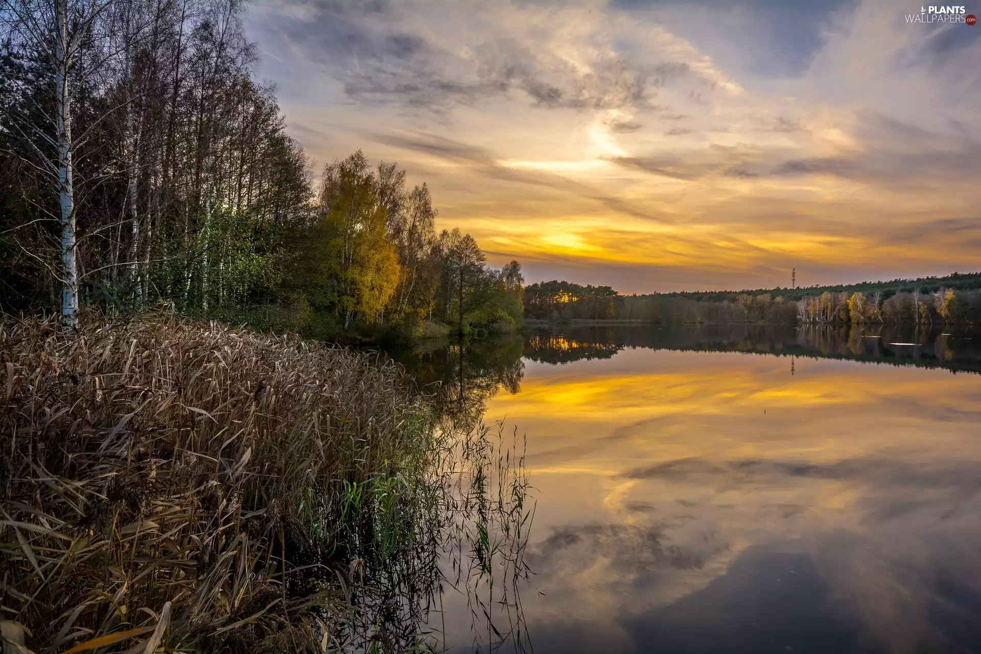 VEGETATION, trees, clouds, viewes, lake, Sunrise, reflection