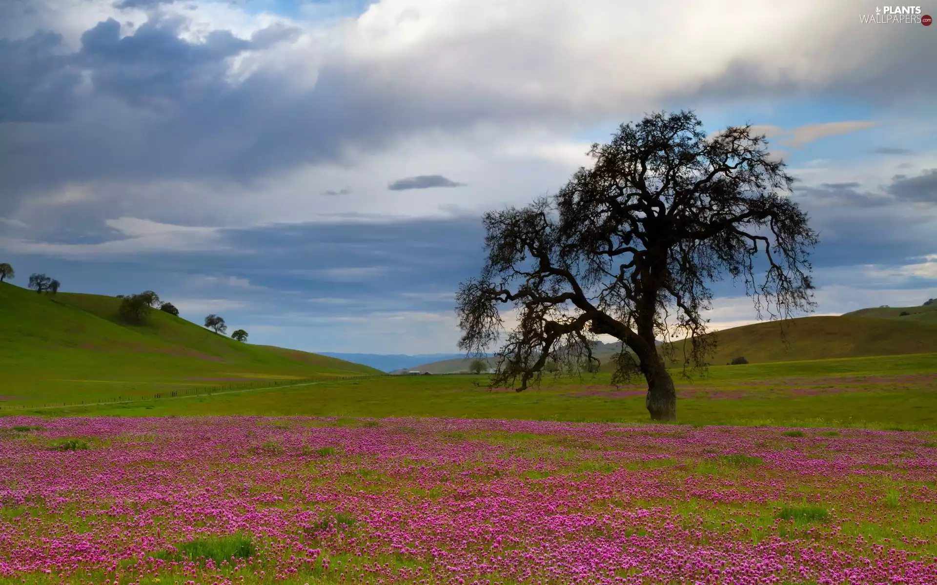 Flowers, trees, clouds, viewes, Meadow, Mountains, Spring