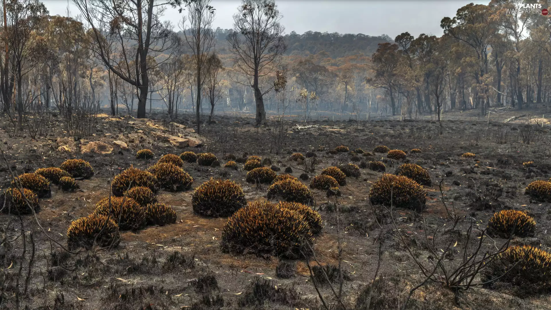 viewes, car in the meadow, grass, trees, forest, Clumps, Plants