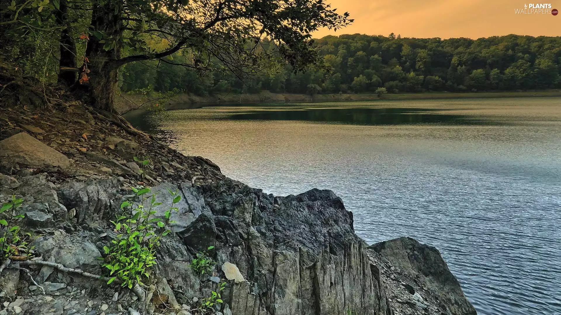 trees, viewes, coast, rocks, lake