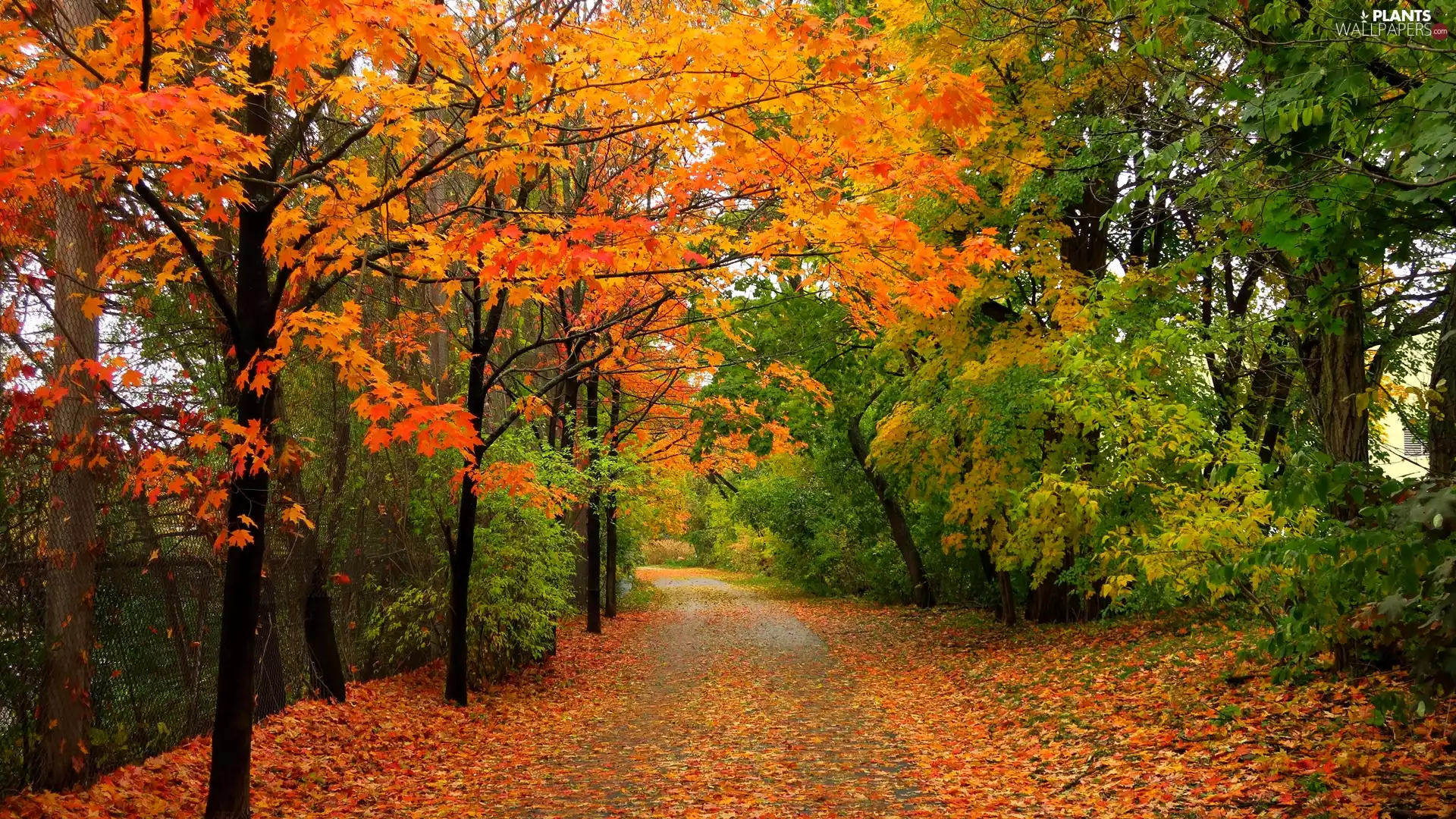 Way, trees, color, viewes, Park, autumn, Leaf