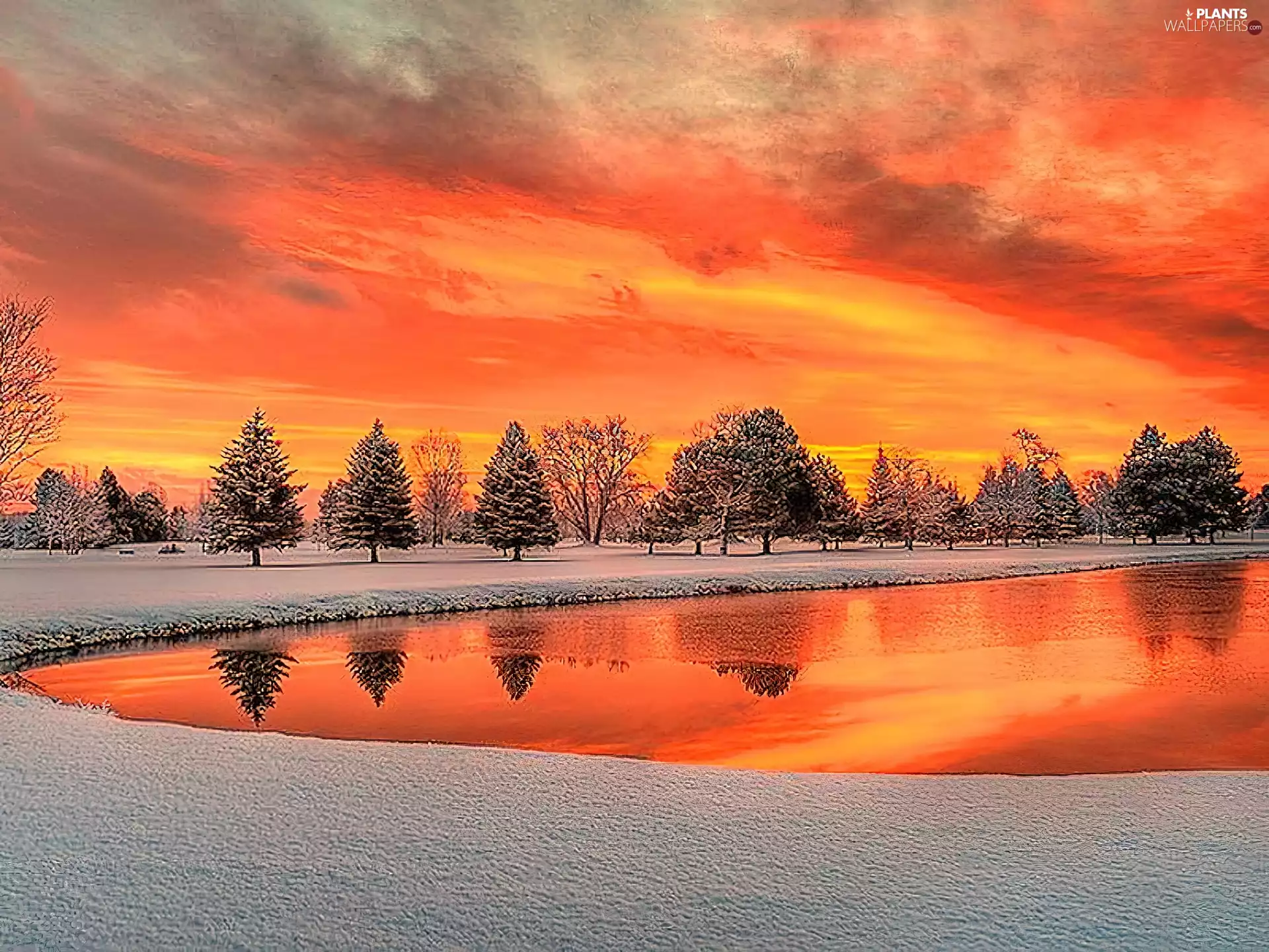 trees, viewes, color, Sky, winter