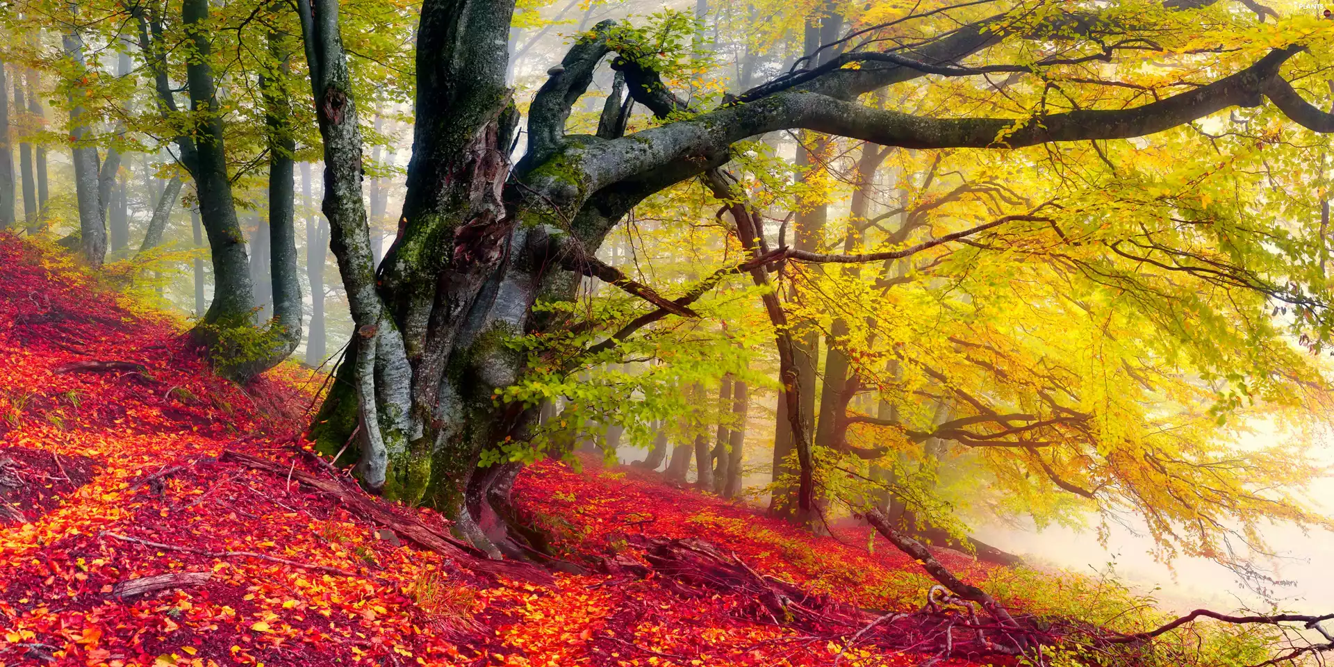 Leaf, trees, Coloured, viewes, forest, Fog, autumn