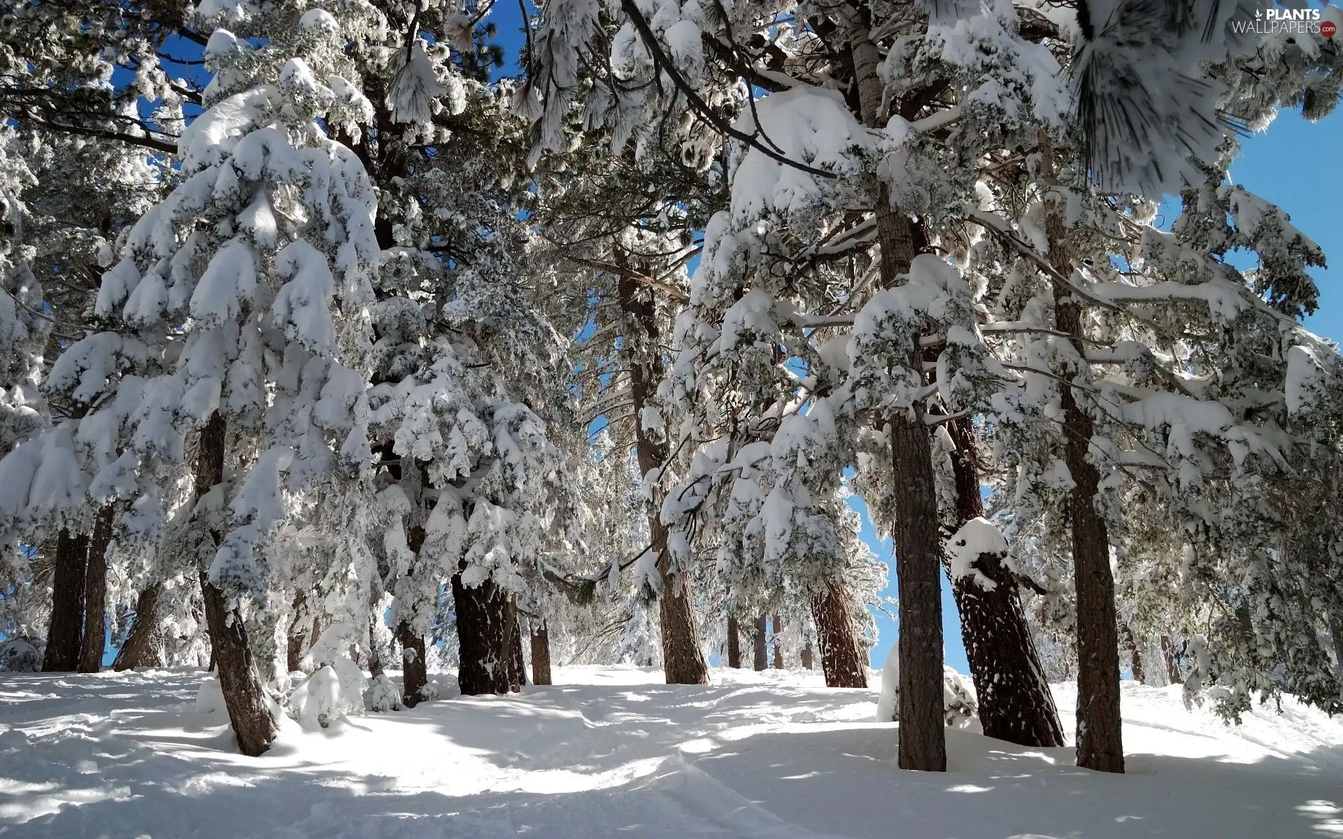 viewes, Conifers, Snowy, trees, winter