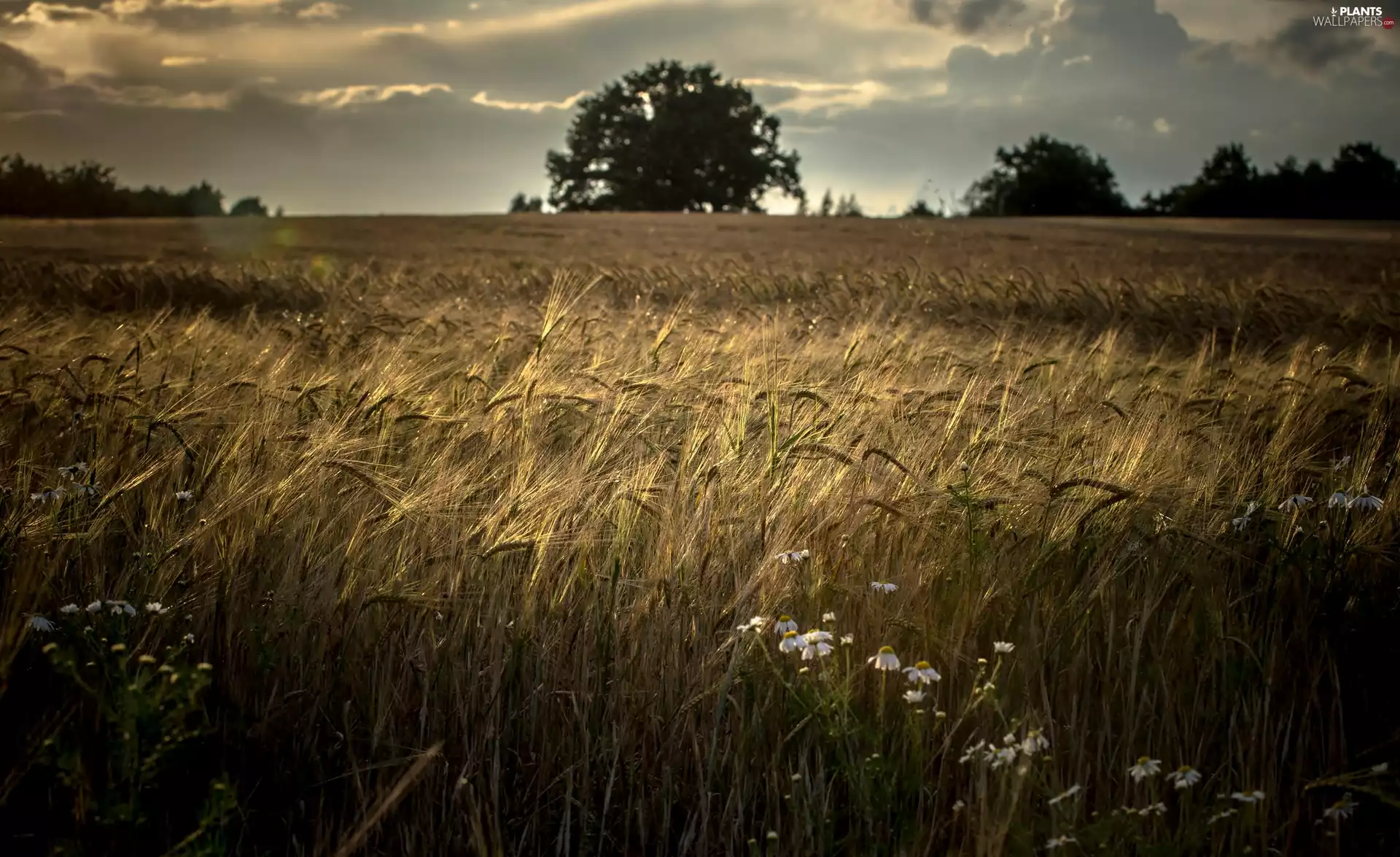 cereals, Field, trees, viewes, clouds, corn