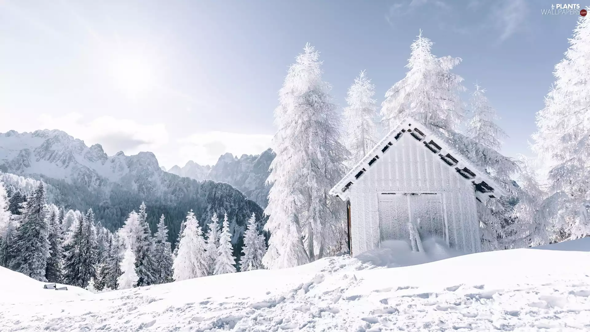 forest, Snowy, cote, trees, house, Mountains, winter, viewes