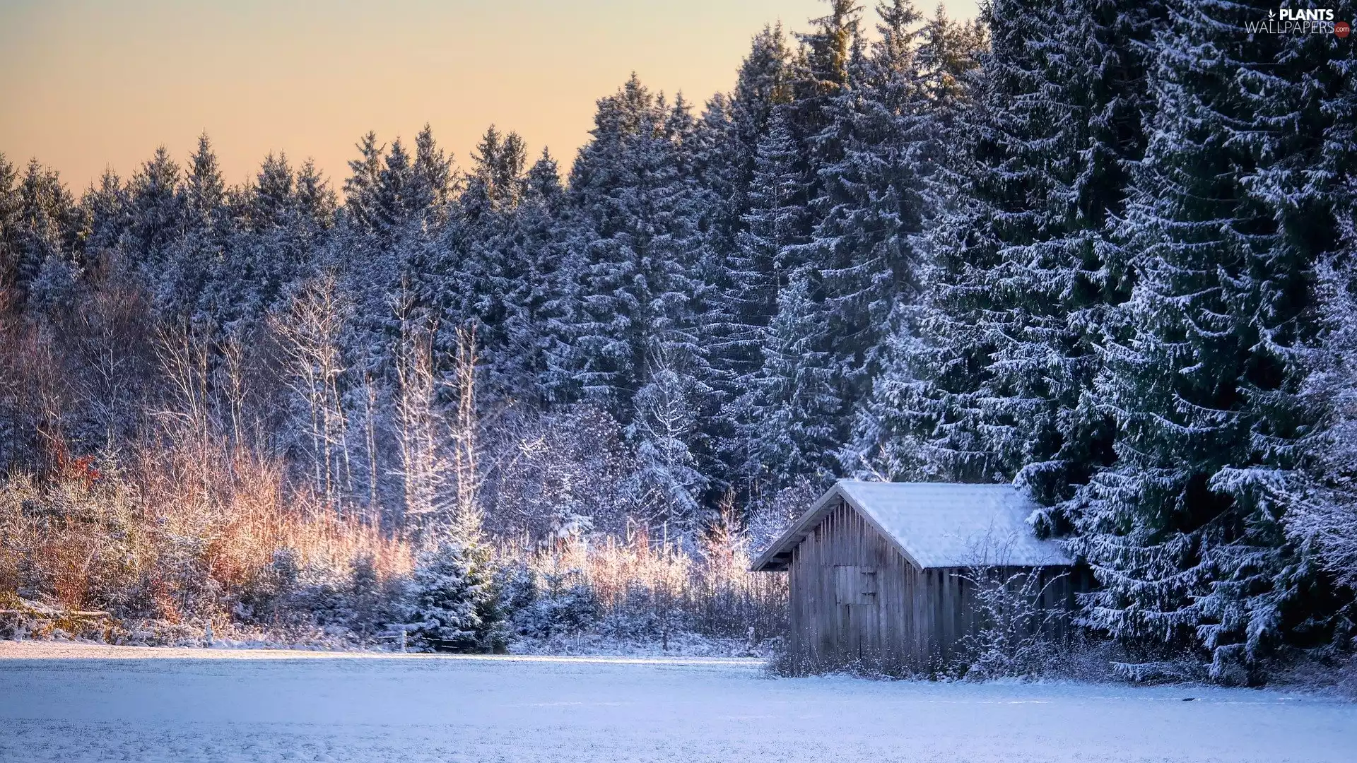 forest, winter, trees, viewes, snow, cote