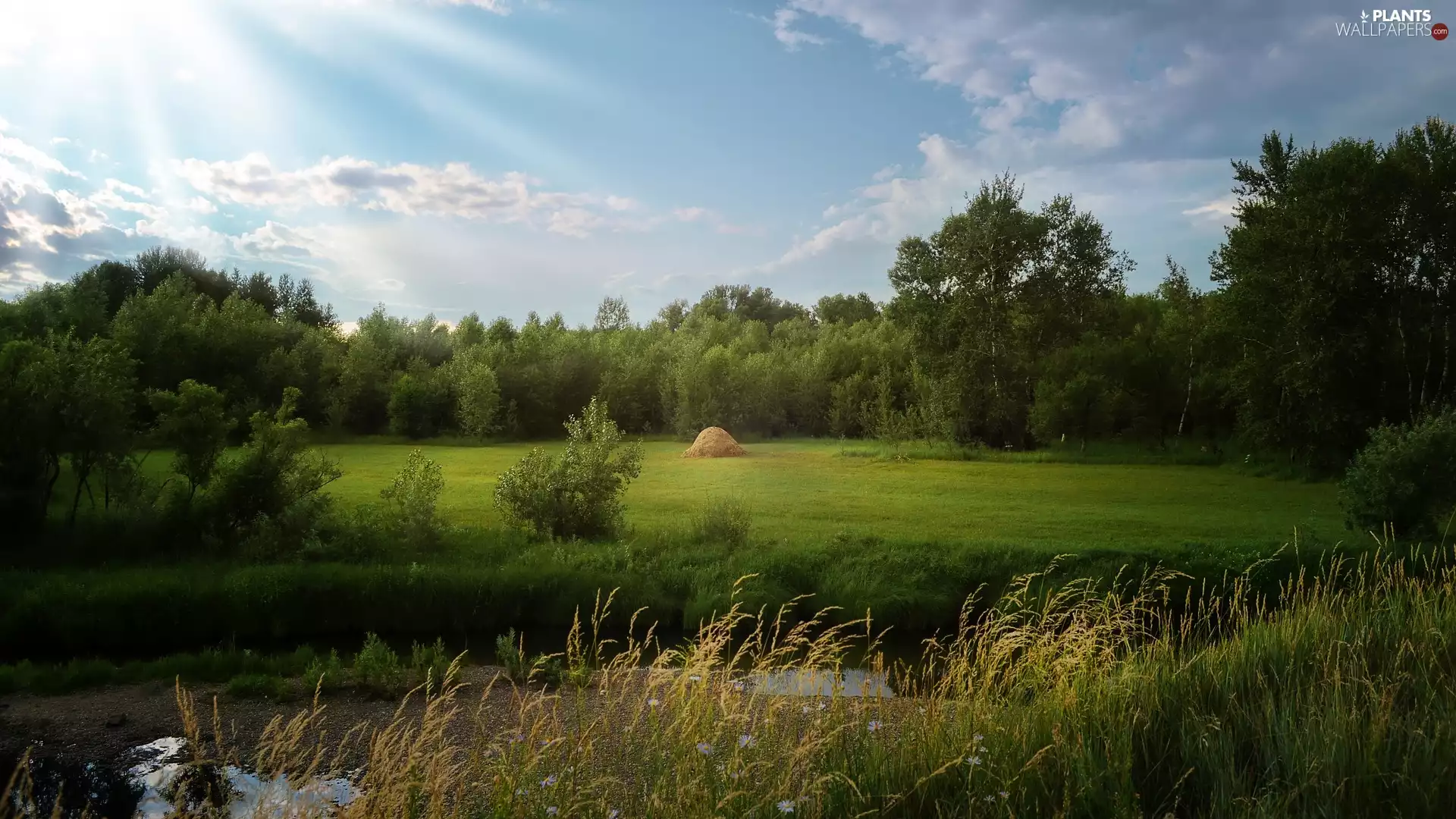Pond - car, country, viewes, Hay, trees, Meadow