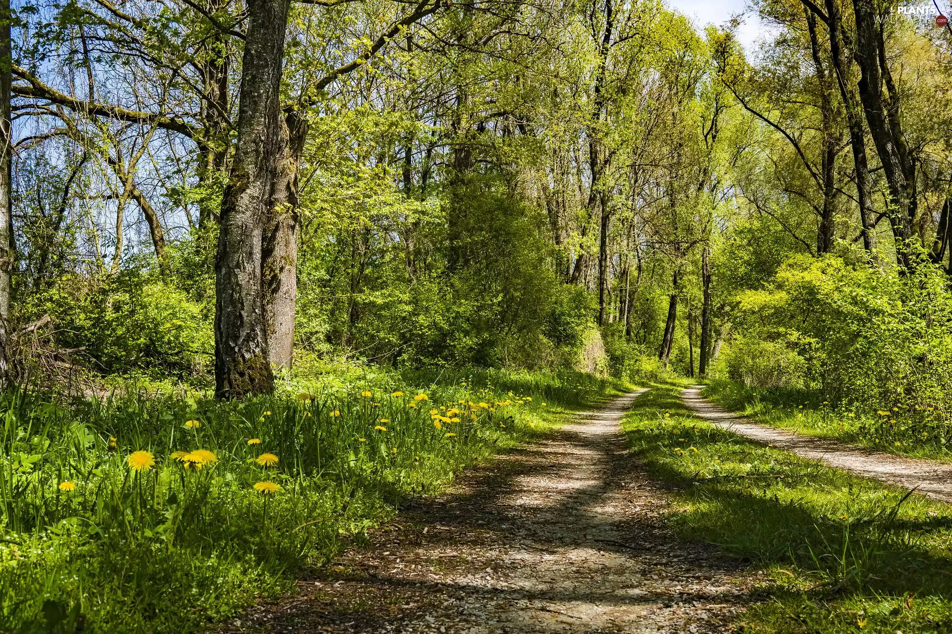 Path, trees, day, viewes, forest, sunny, Flowers