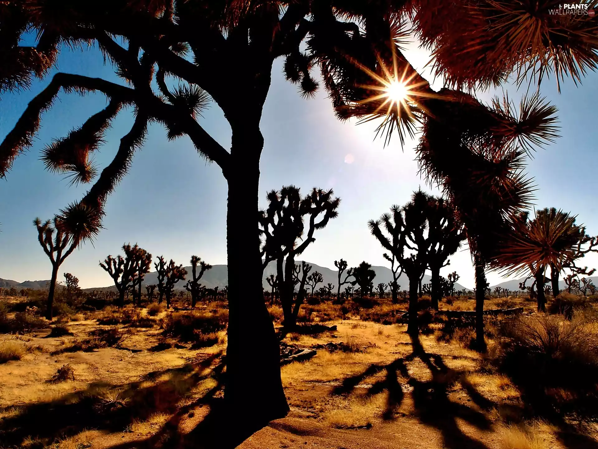 viewes, Joshua, sun, yucca, rays, trees, Desert, Shortly Leaf