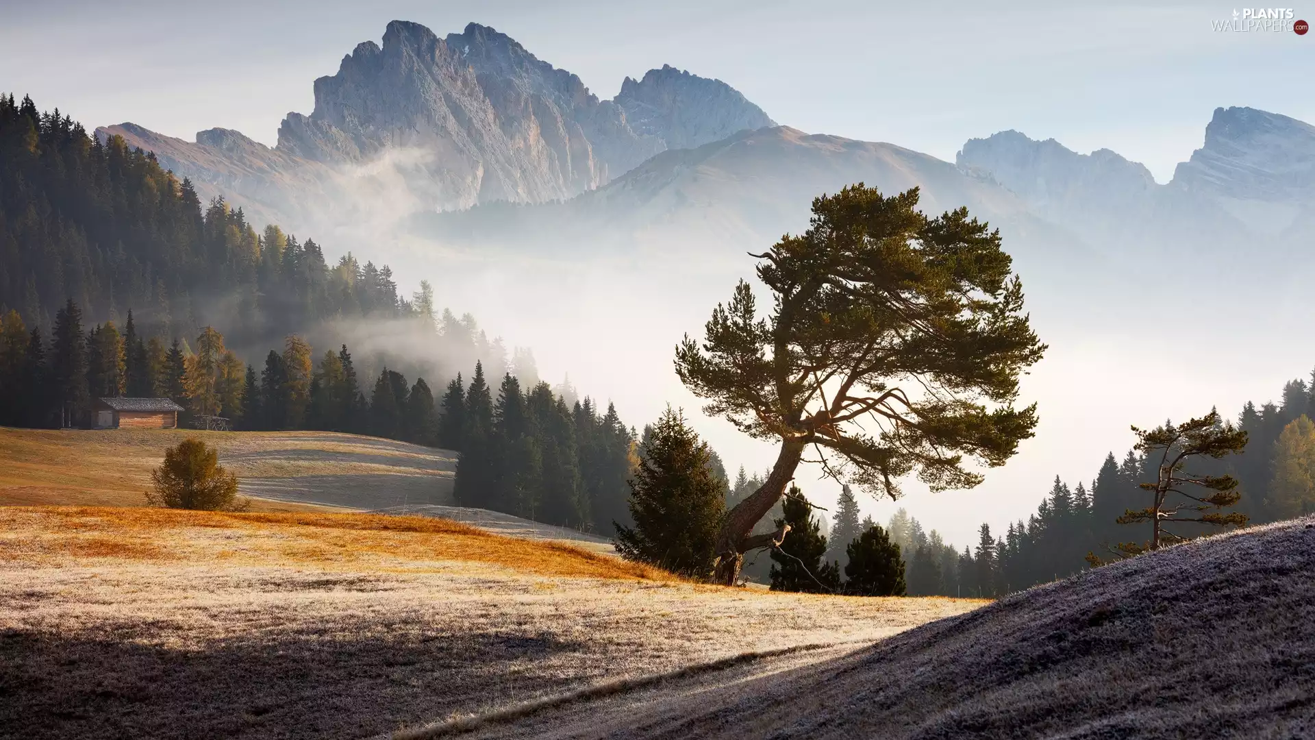 Italy, Mountains, trees, viewes, Fog, Dolomites