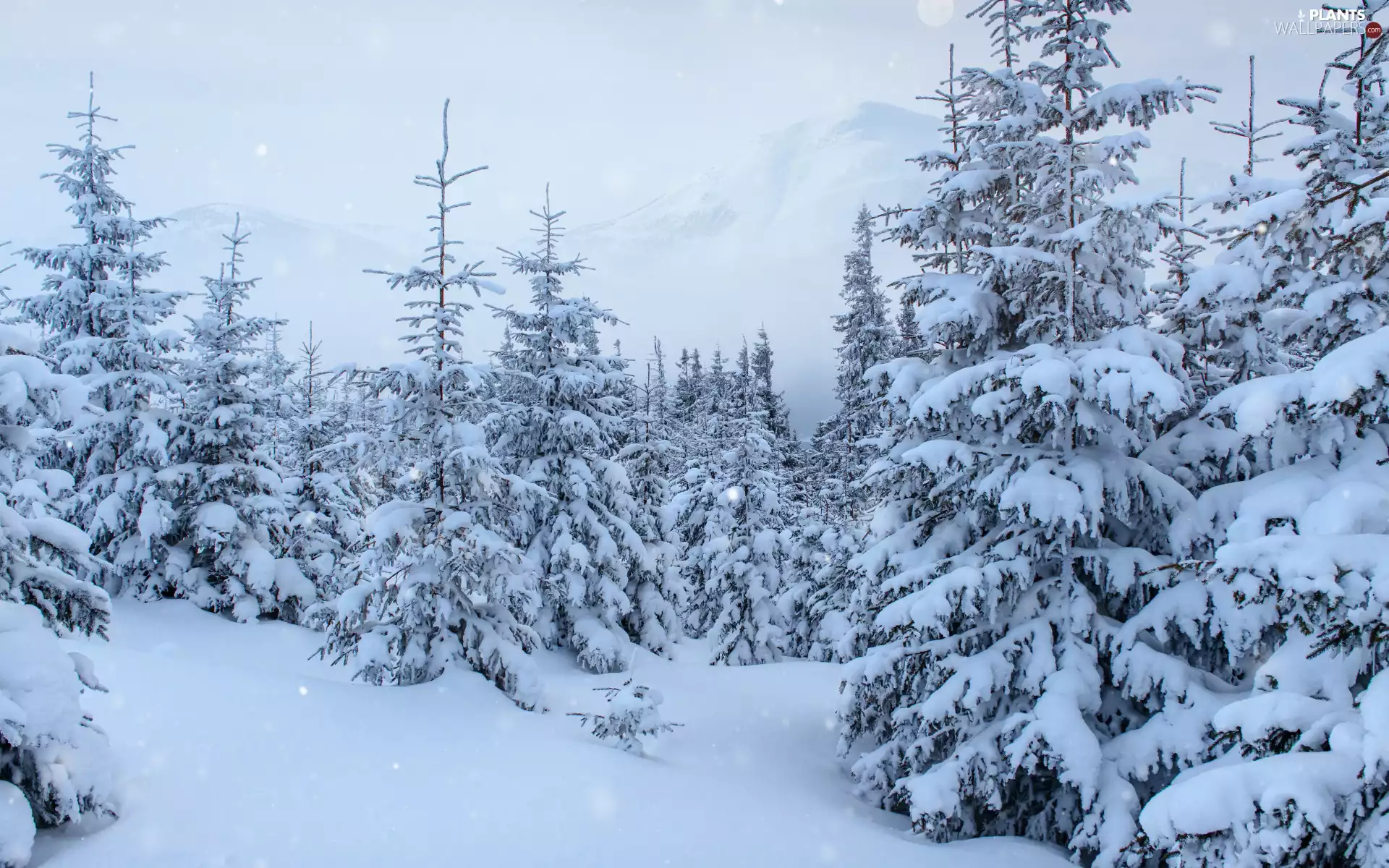 Spruces, trees, drifts, viewes, forest, snow, winter