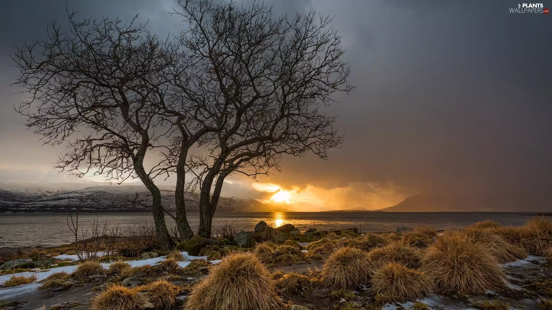 viewes, Norwegian Sea, grass, trees, Norway, dry, Great Sunsets