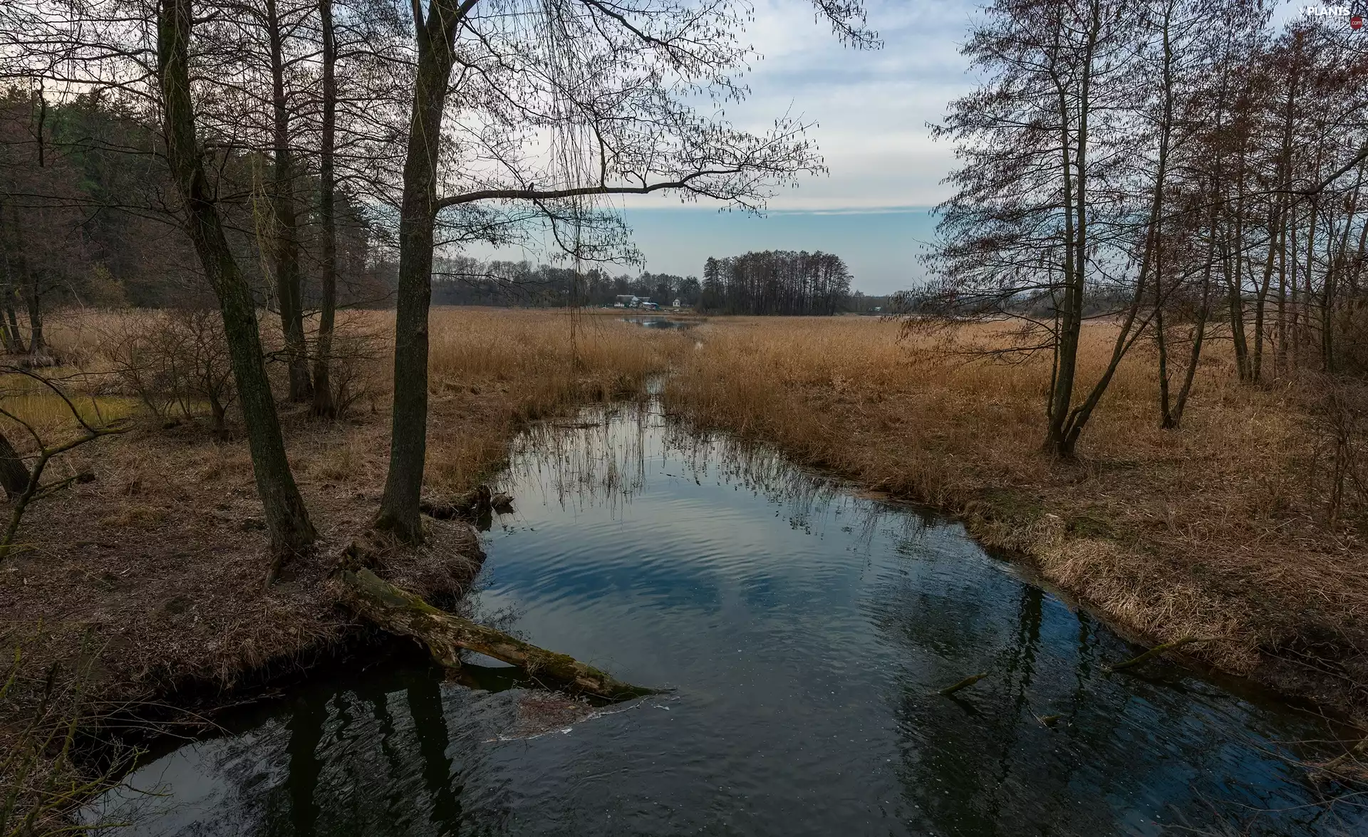 trees, viewes, dry, grass, River